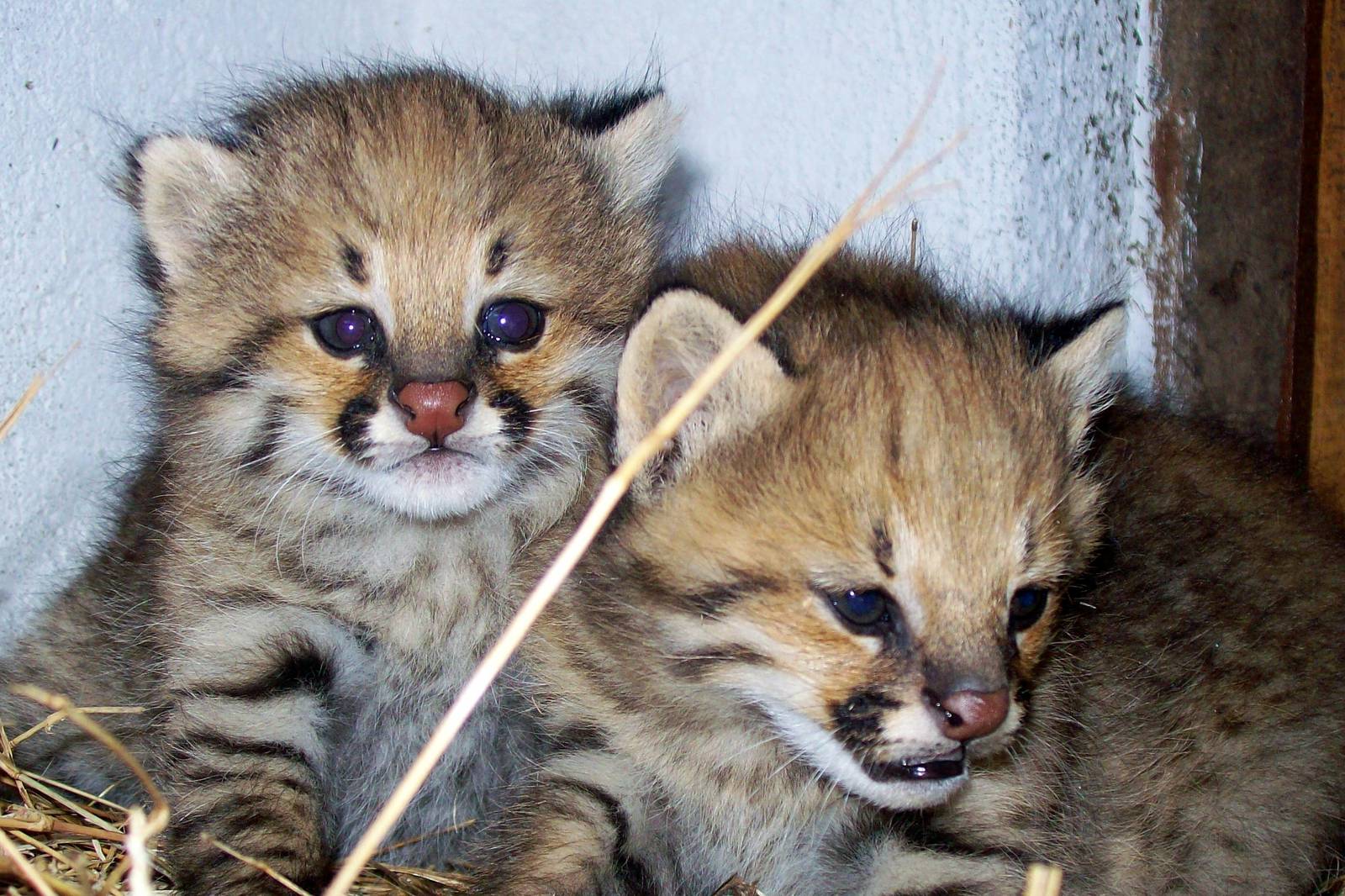 Second litter of Pampas Cats born in Bioparque M'Bopicuá