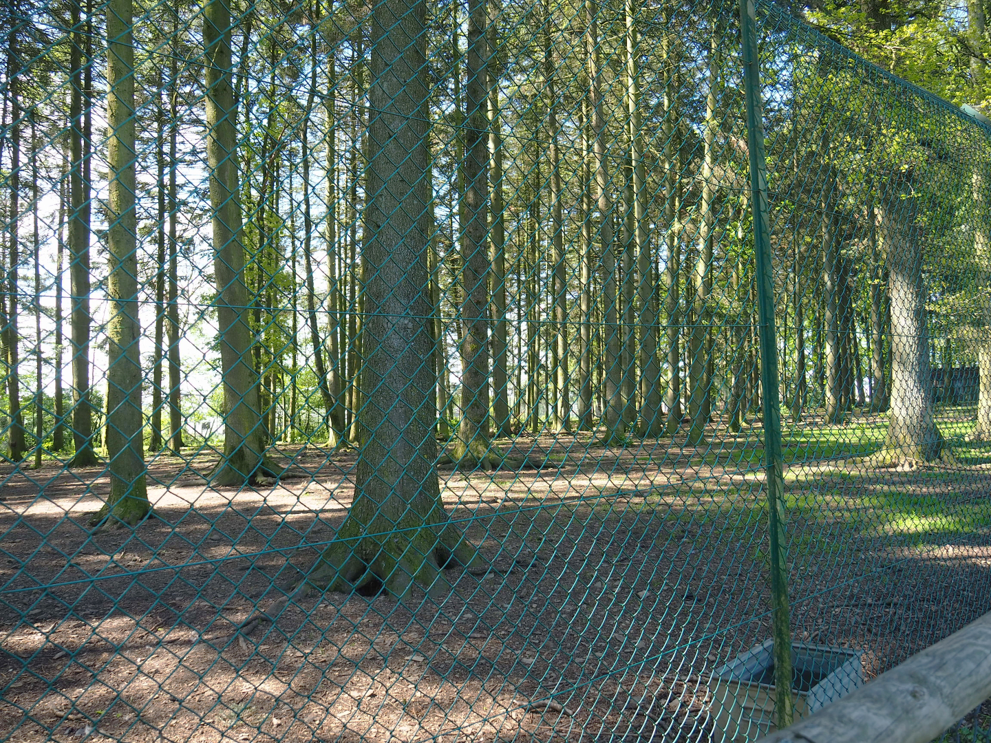 Second Mackenzie Valley wolf exhibit, 2021-05-29