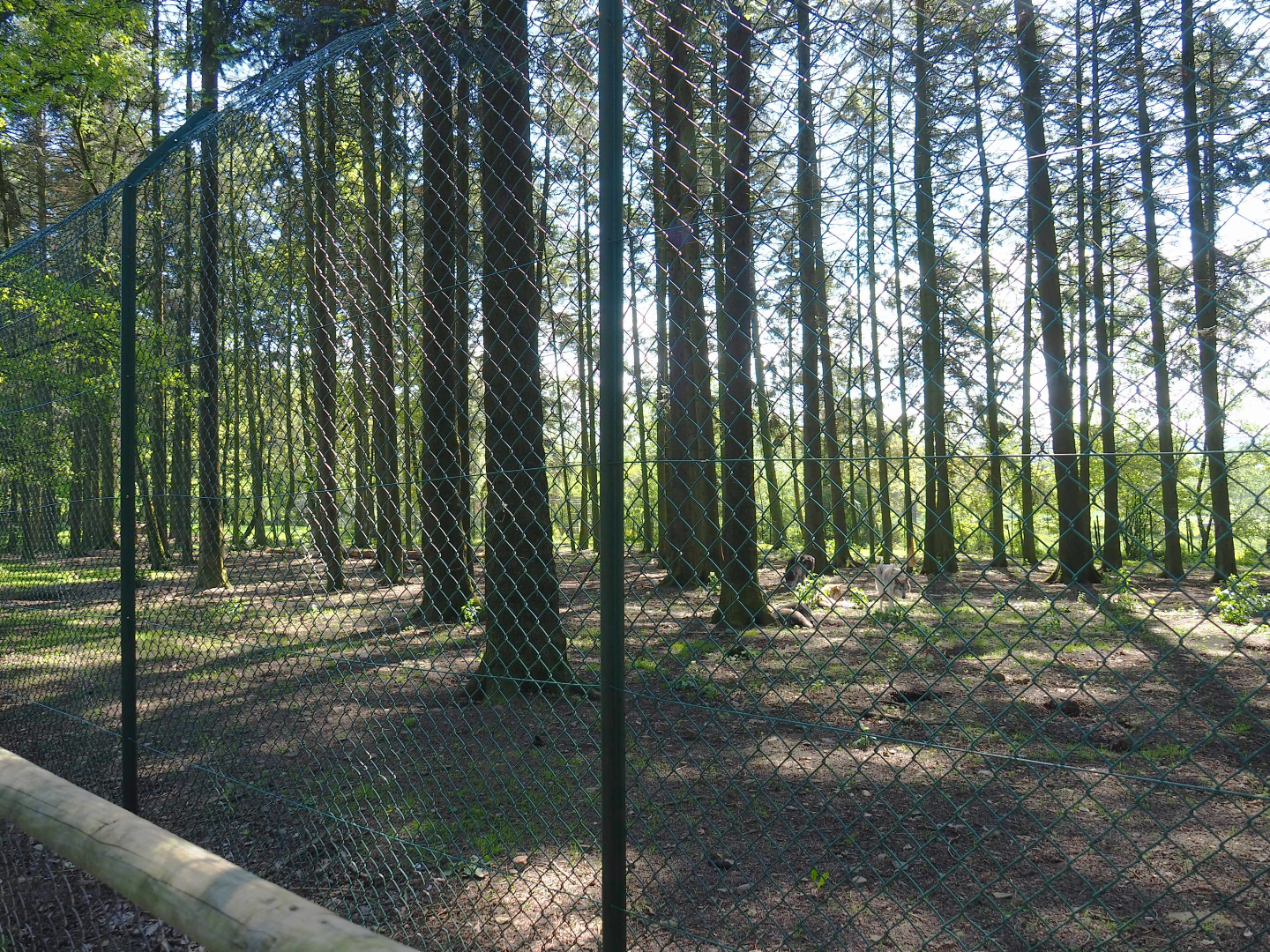 Second Mackenzie Valley wolf exhibit, 2021-05-29