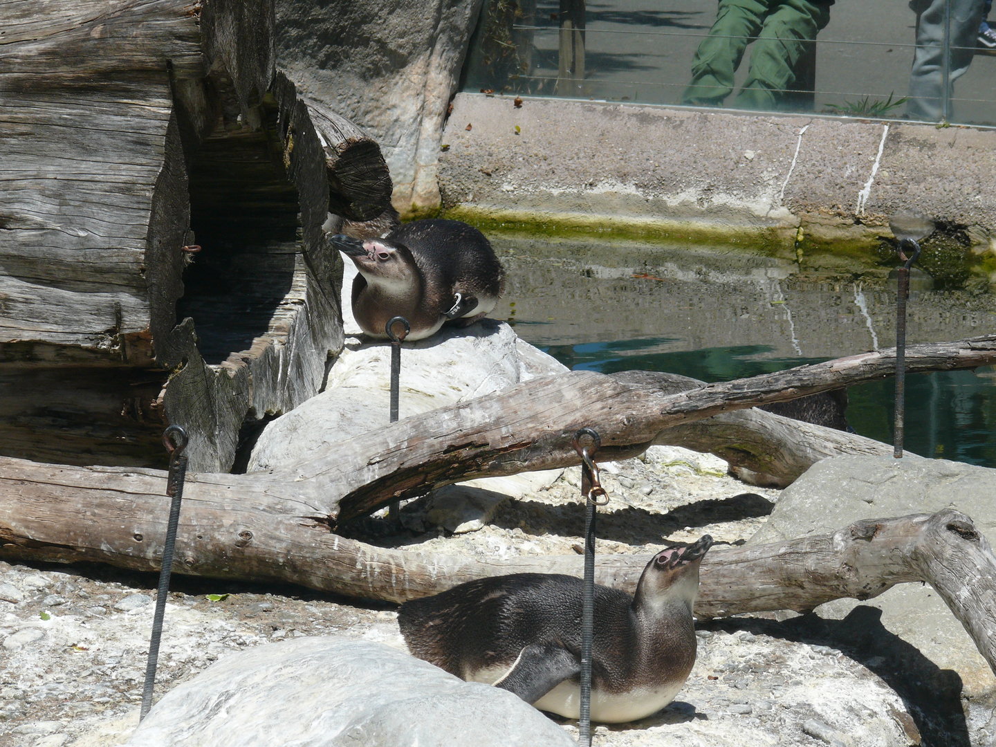 Second Magellanic Penguin Pool - July 8th 2023