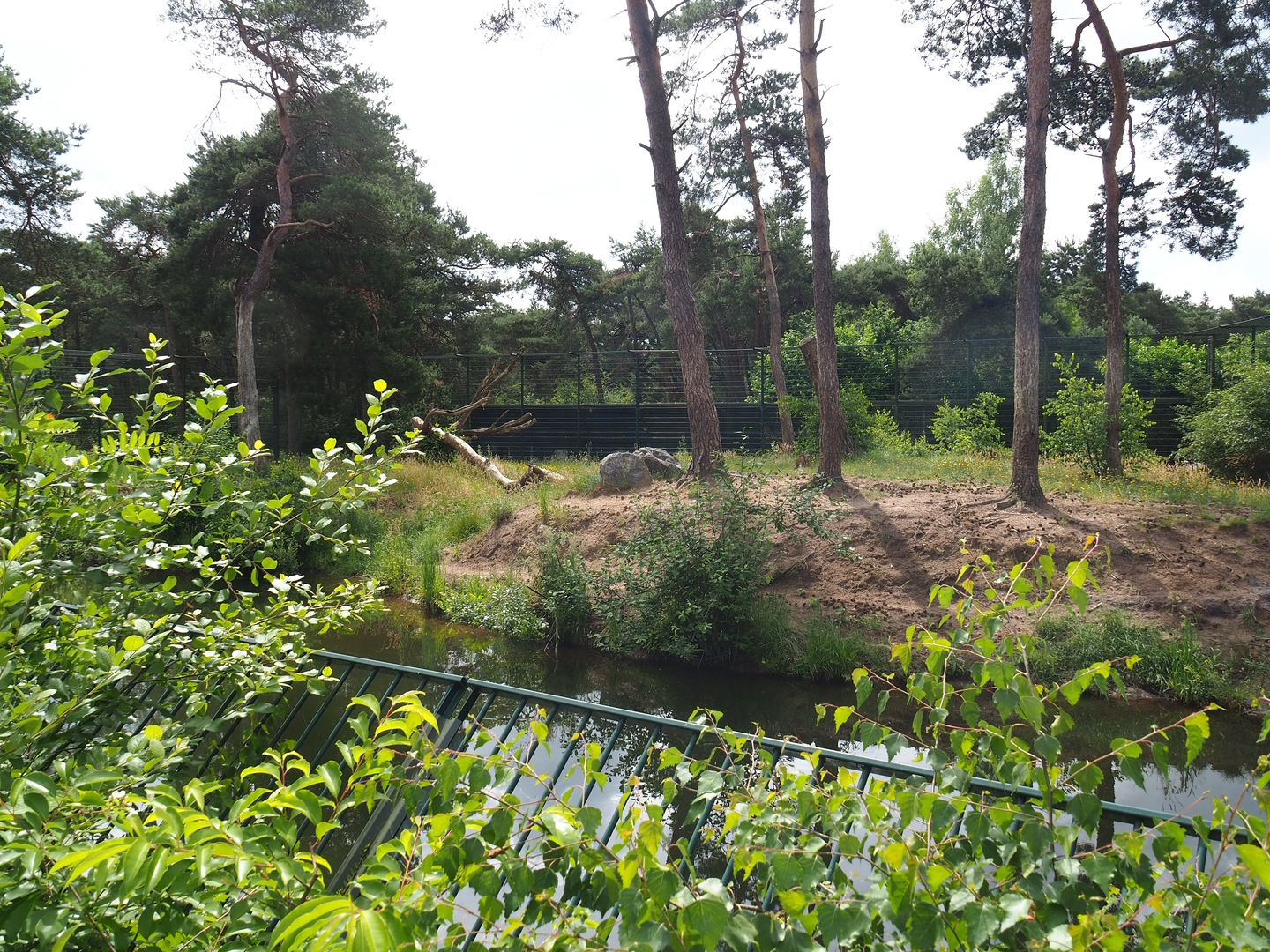 Second main Amur tiger exhibit, 2022-06-12