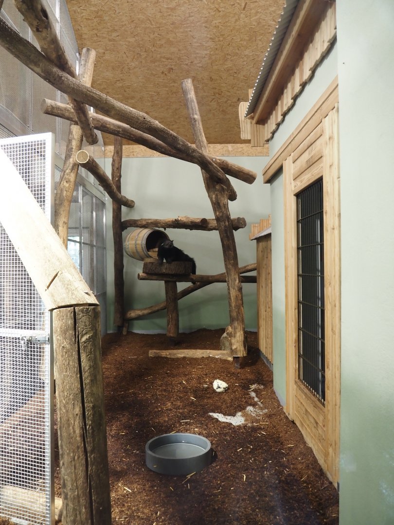 Second Malayan binturong indoor exhibit, 2024-06-08