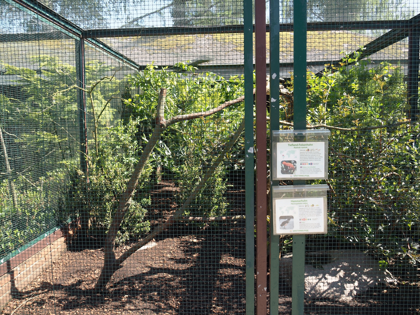 Second Maleo and Guianan cock-of-the-rock aviary in the Fasanerie, 2024-05-23