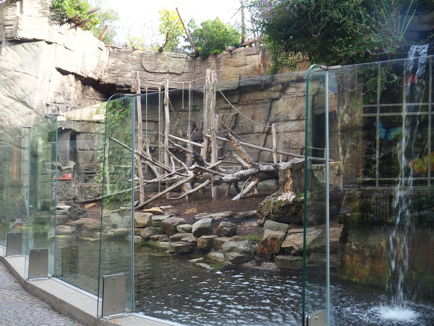 Second mandrill enclosure