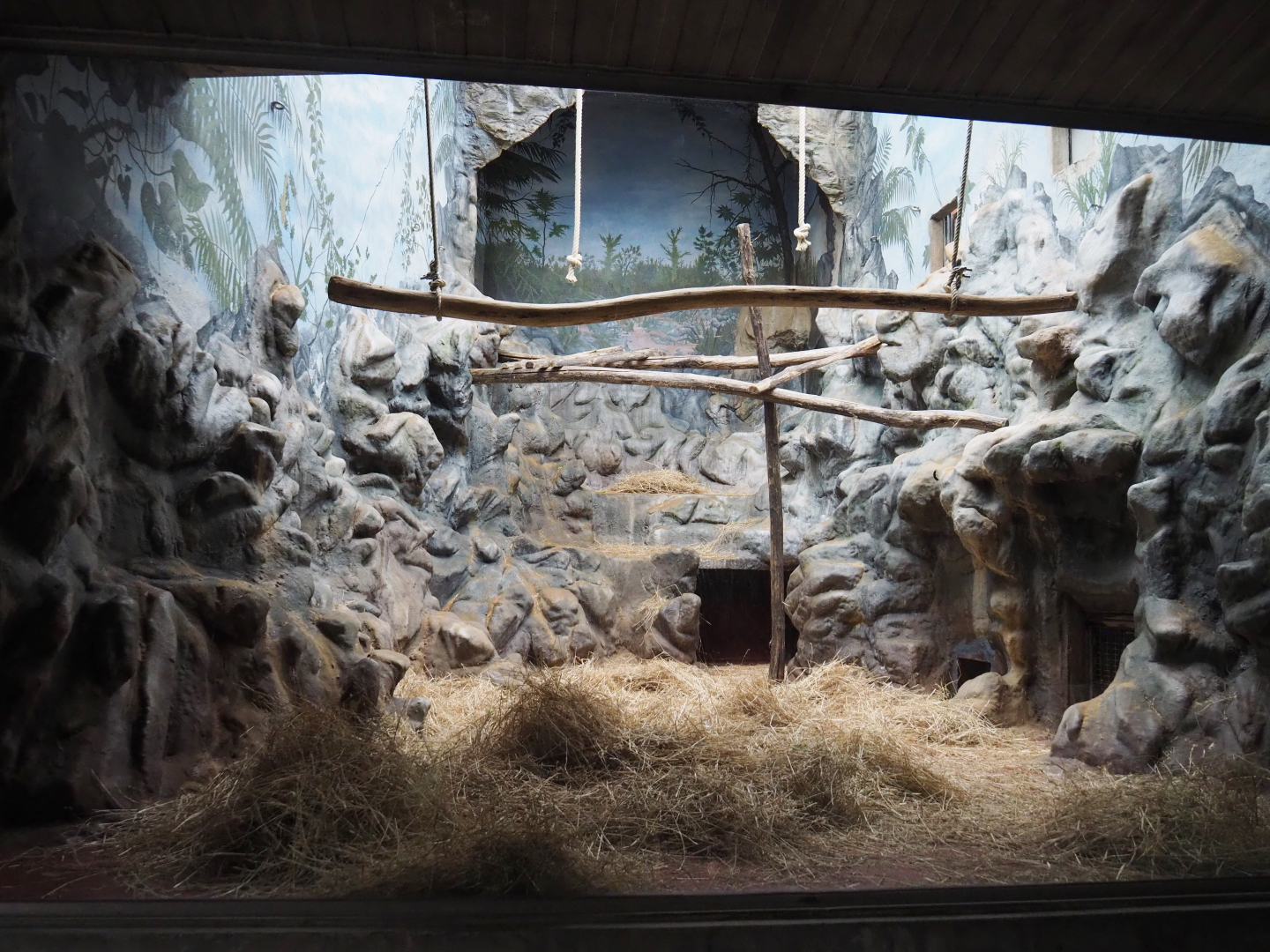 Second Mandrill indoor exhibit, 2020-05-24