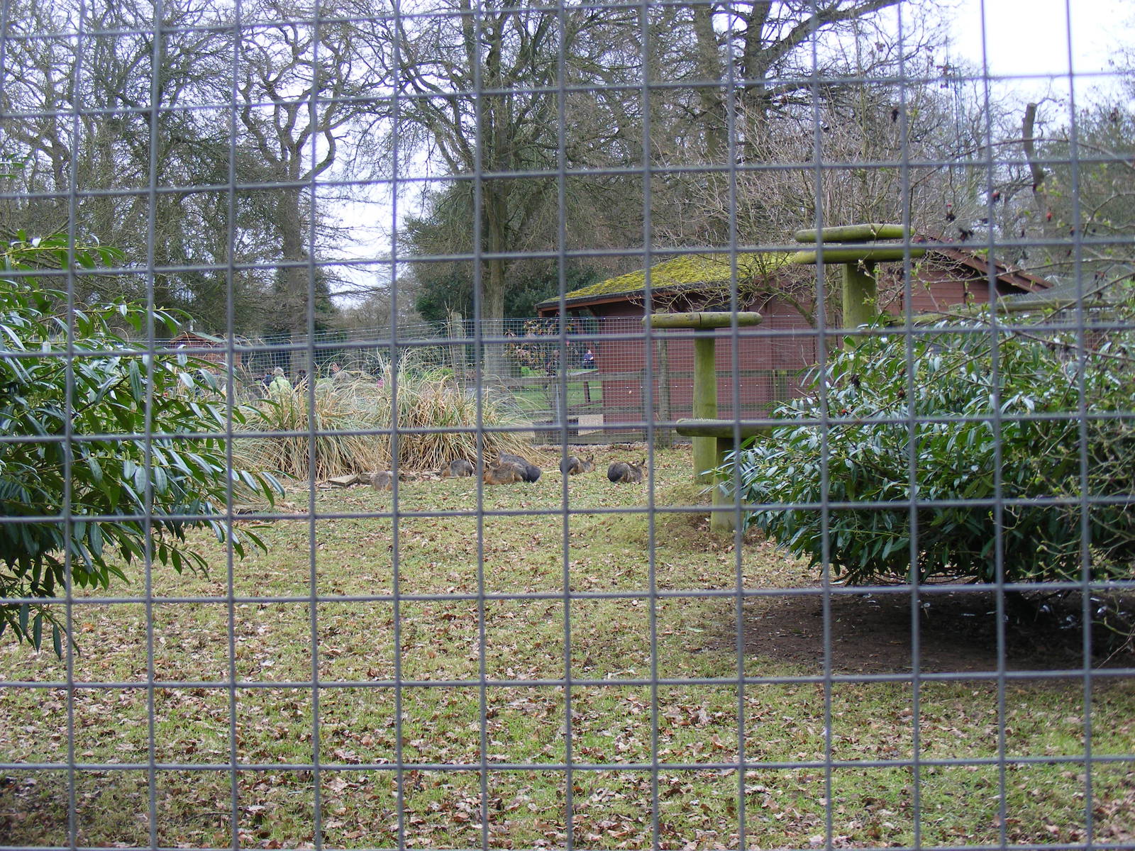 Second mara enclosure at Marwell Wildlife, 13 March 2011