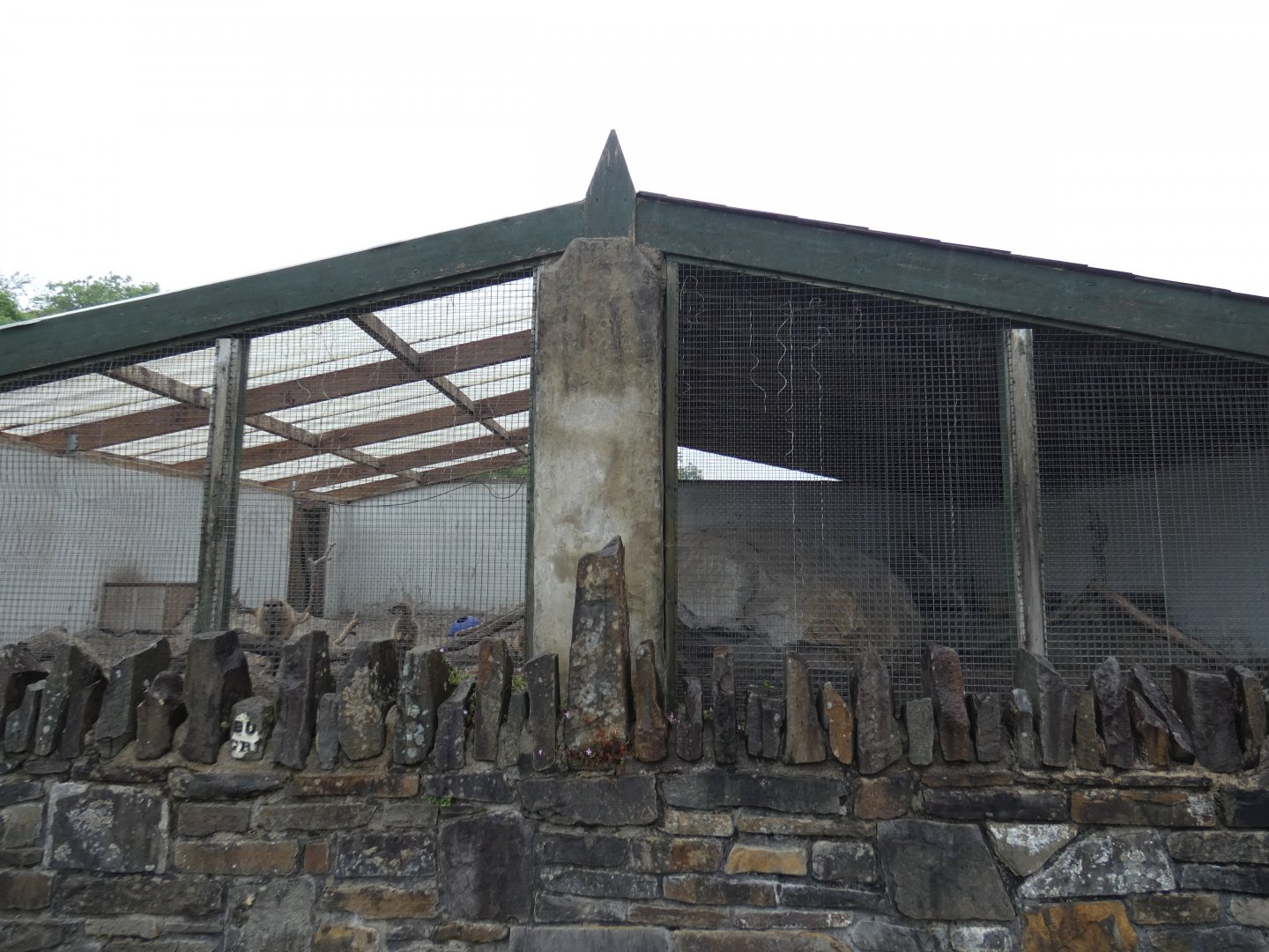 Second meerkat enclosure (Pen-y-cae Inn Zoo)