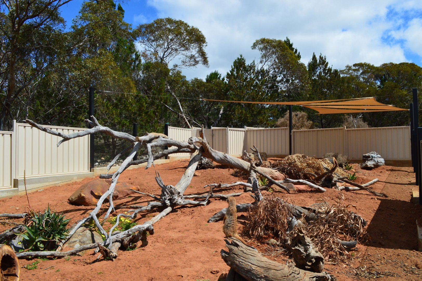 Second Meerkat Enclosure