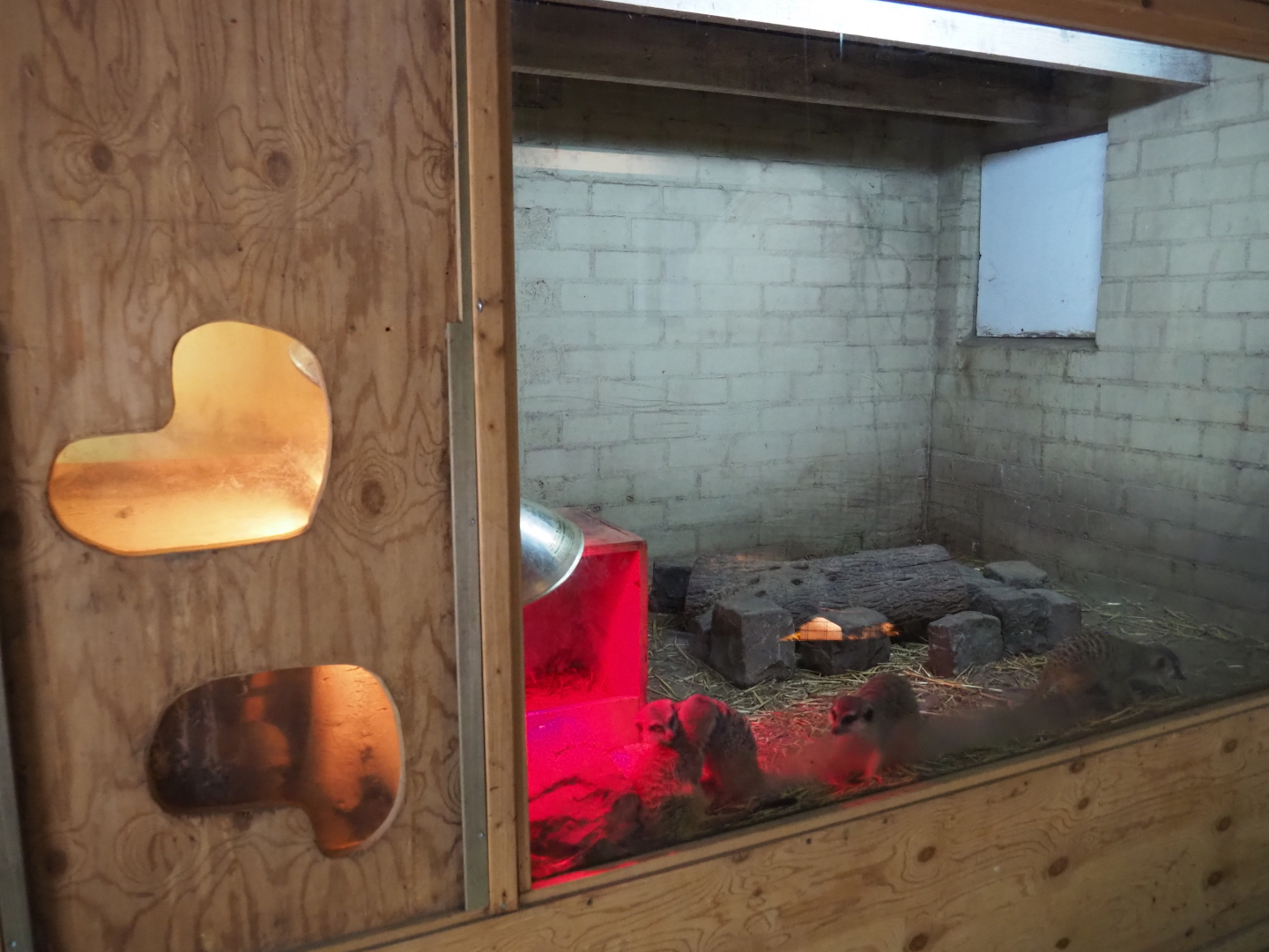 Second meerkat indoor exhibit, 2019-05-25