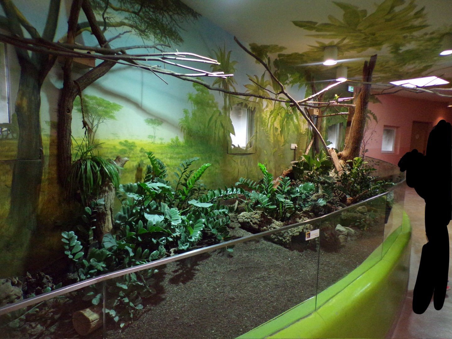 Second mixed lion house enclosure 13.7.25