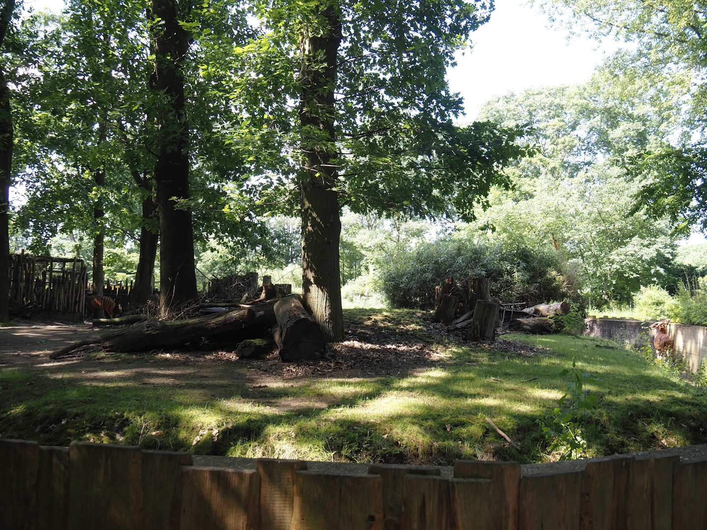 Second Mountain bongo and Kirk's dik-dik paddock, 2024-06-08
