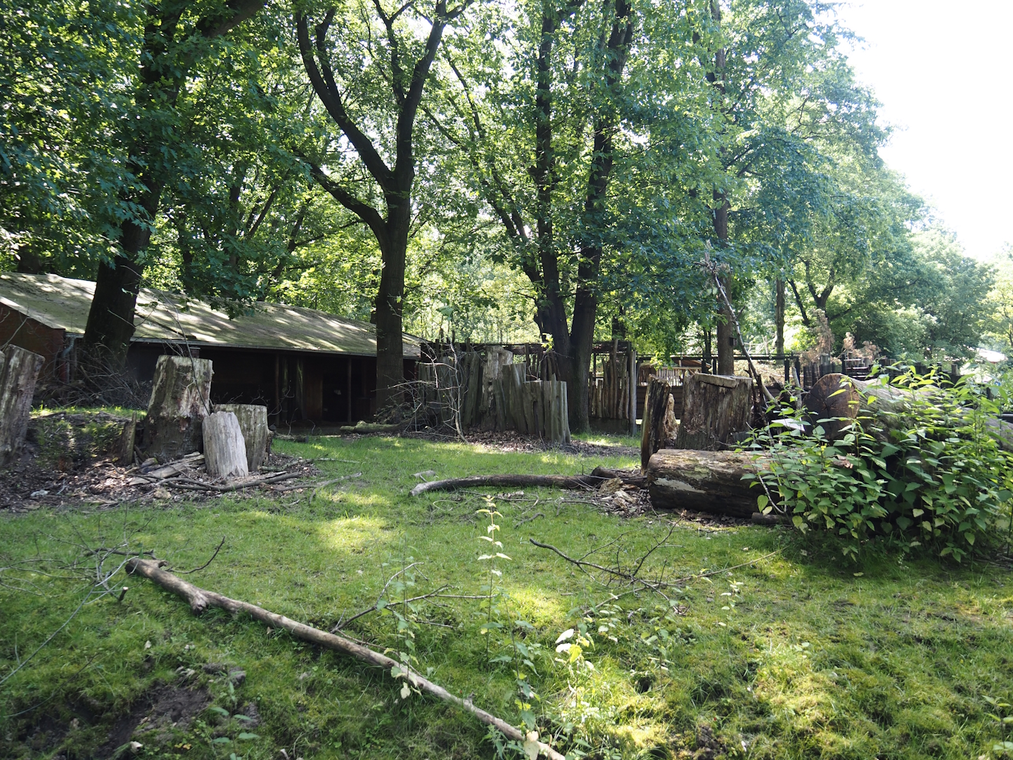 Second Mountain bongo and Kirk's dik-dik paddock, 2024-06-08