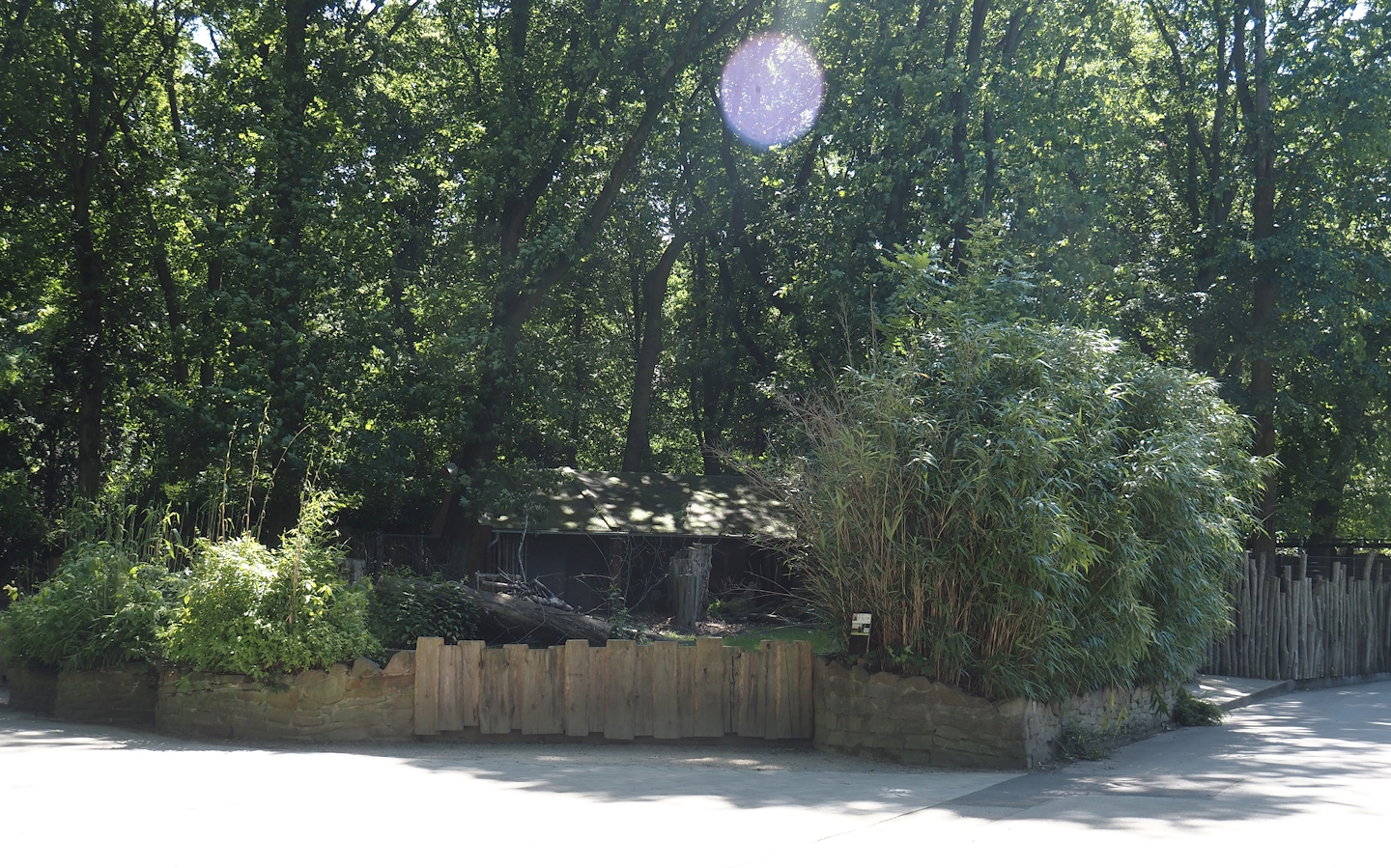 Second Mountain bongo and Kirk's dik-dik paddock, 2024-06-08