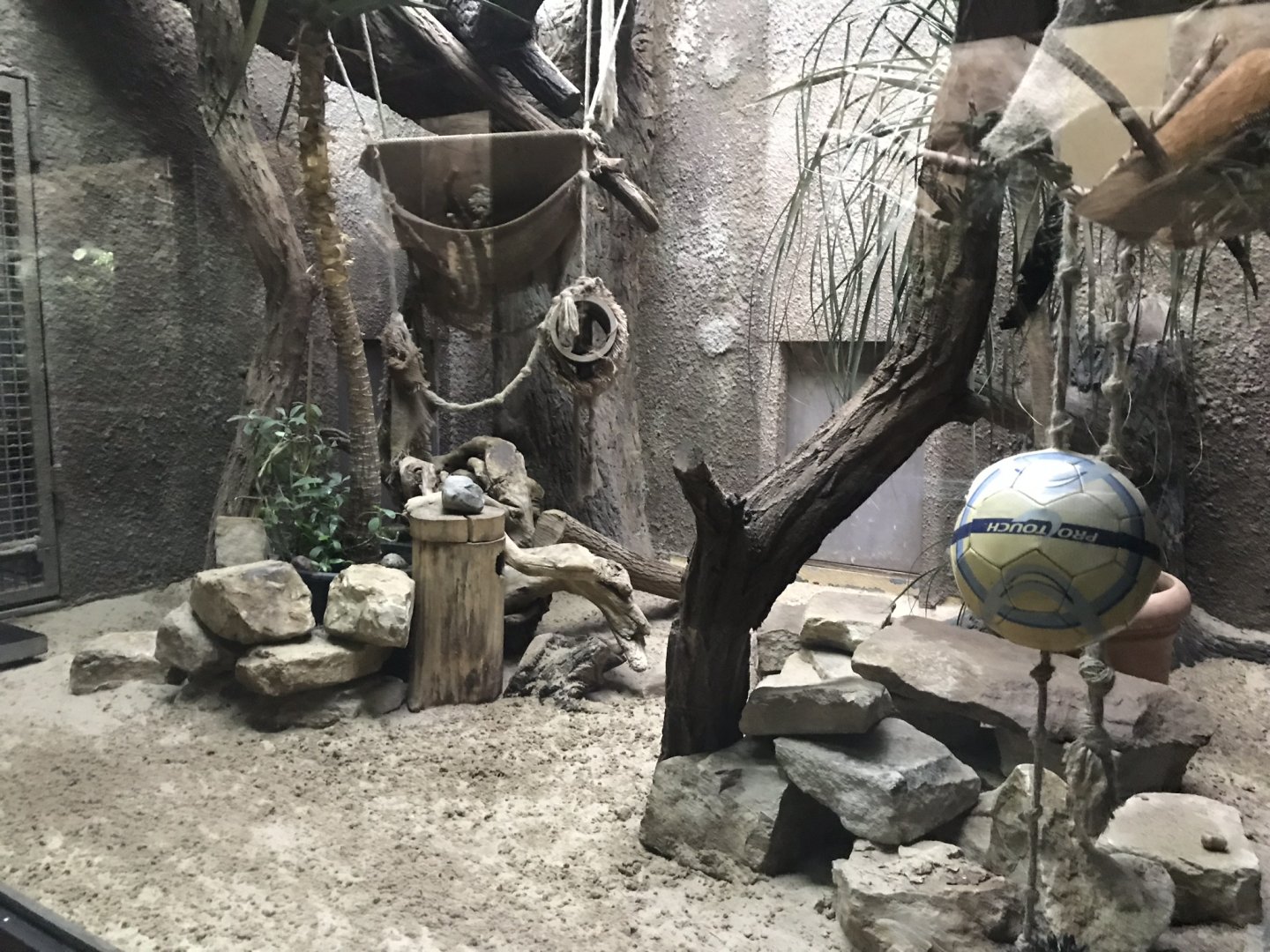 Second Narrow-striped mongoose exhibit 290118