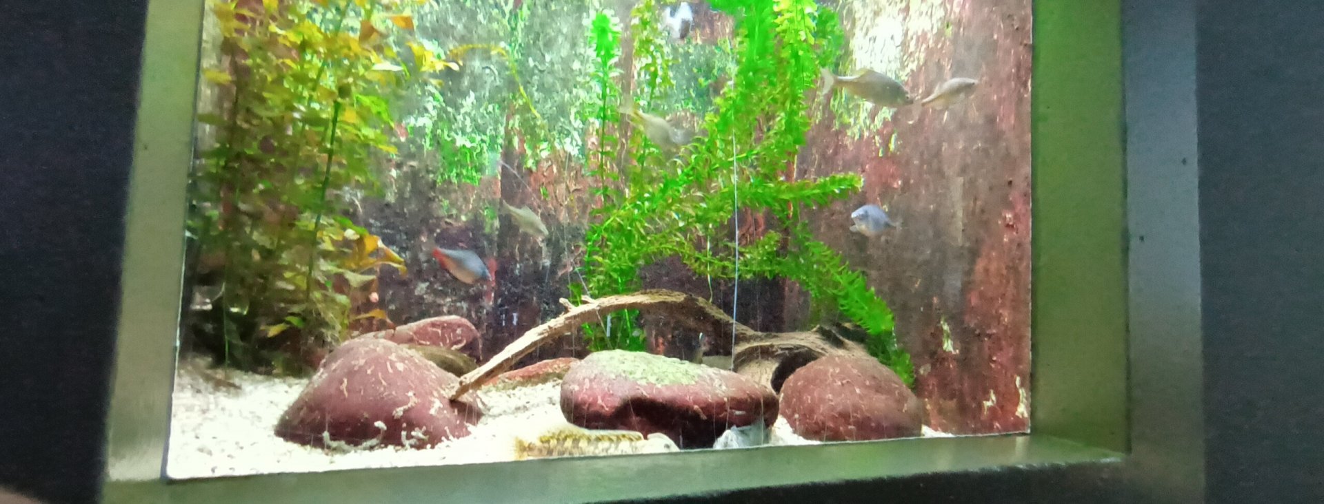 Second Native Freshwater Tank