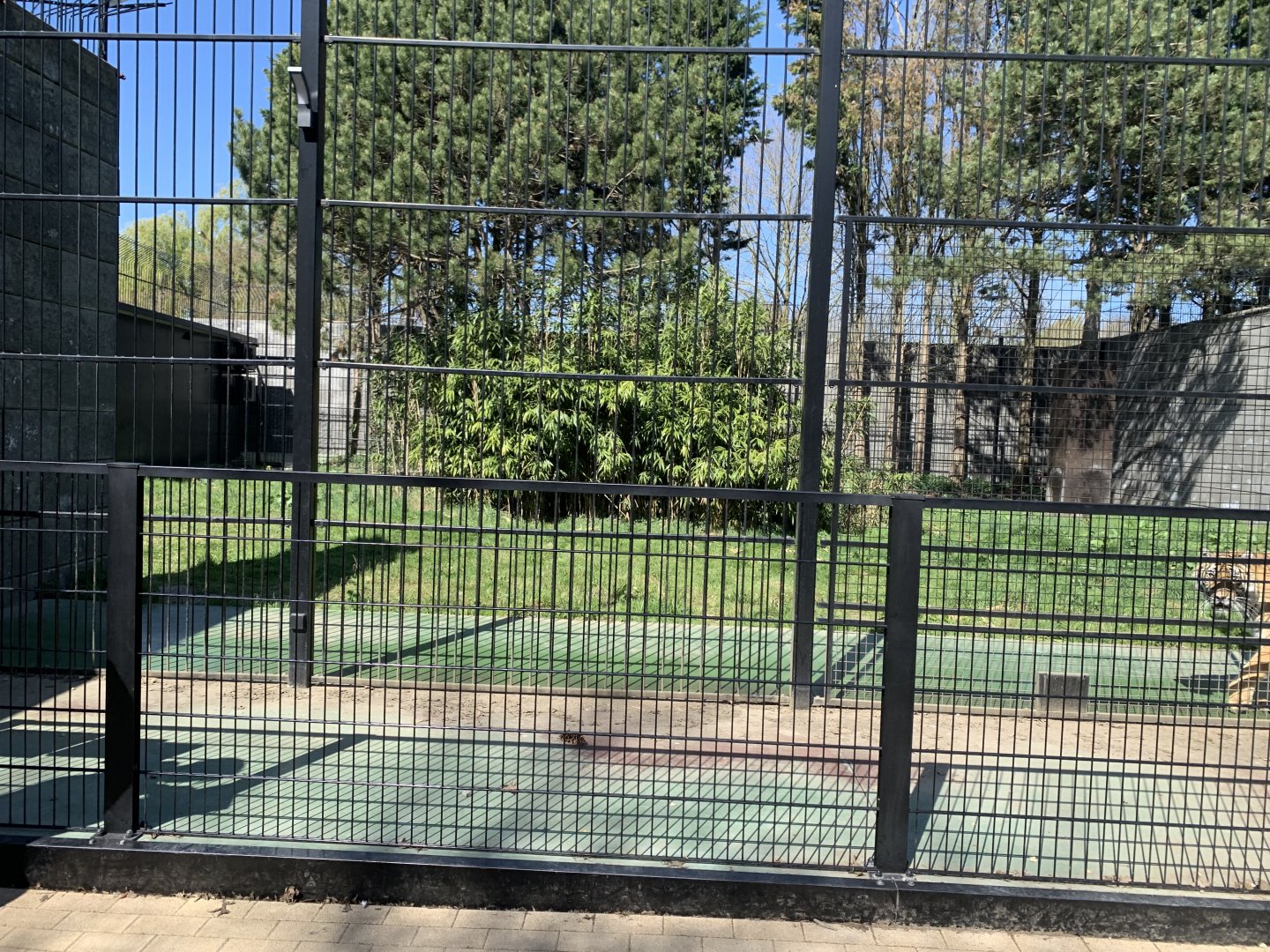 Second New enclosure for Tiger