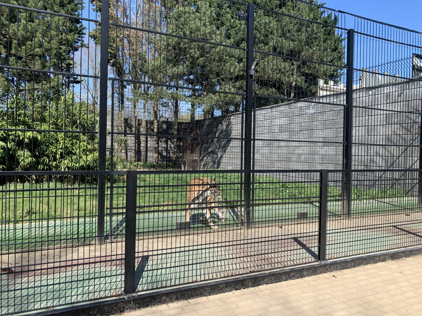 Second New enclosure for Tiger