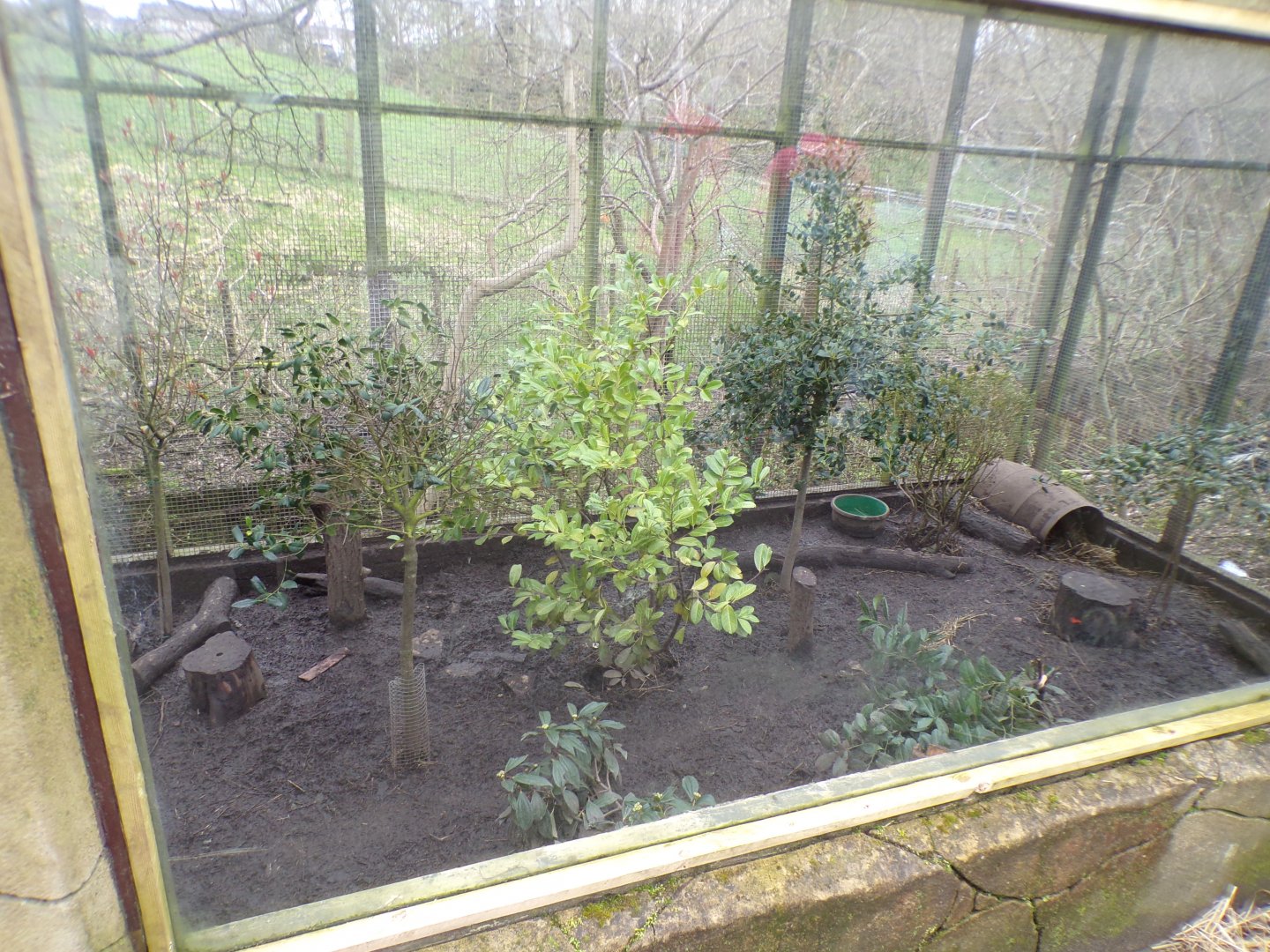 Second new eurasian badger enclosure 12.4.24