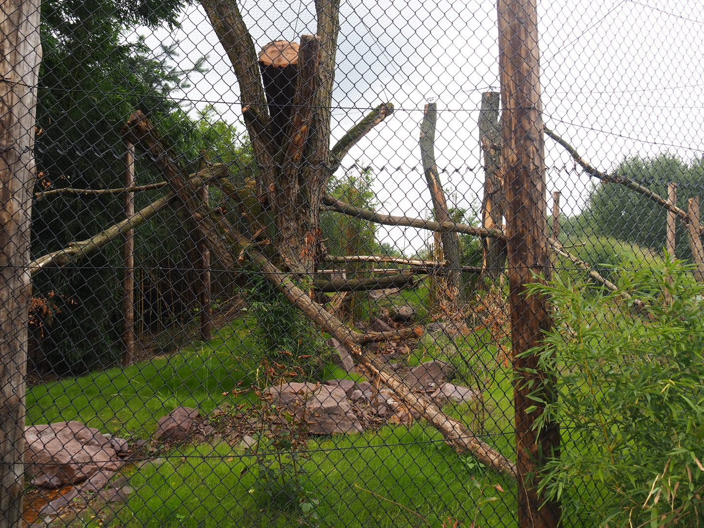 Second new fossa exhibit, 2019-08-11