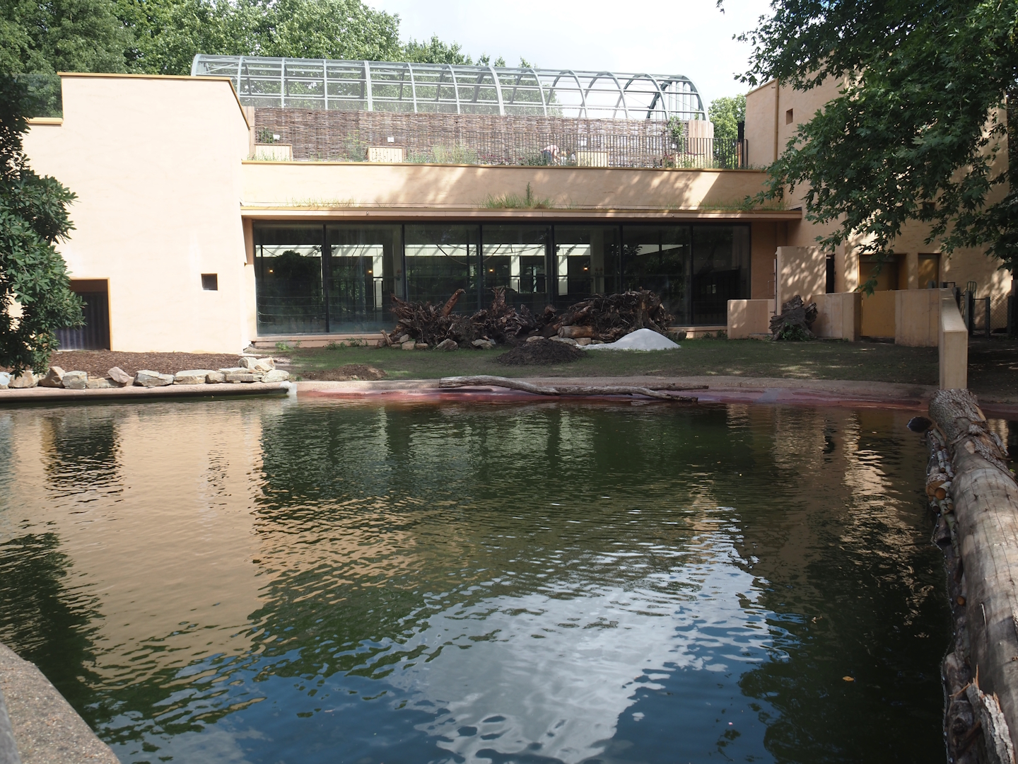 Second new pygmy hippopotamus exhibit in the renovated former common hippopotamus exhibit, 2025-07-21