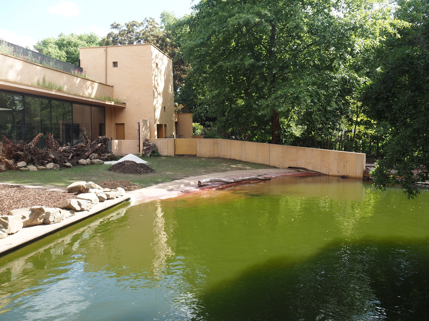 Second new pygmy hippopotamus exhibit in the renovated former common hippopotamus exhibit, 2025-07-21