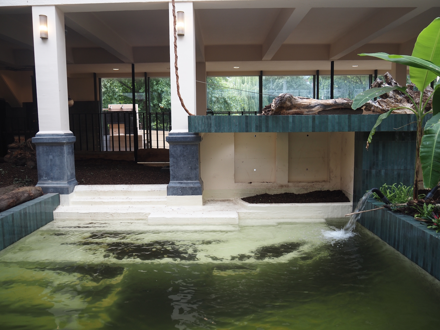 Second new pygmy hippopotamus indoor exhibit in renovated former common hippopotamus indoor housing, 2025-07-21