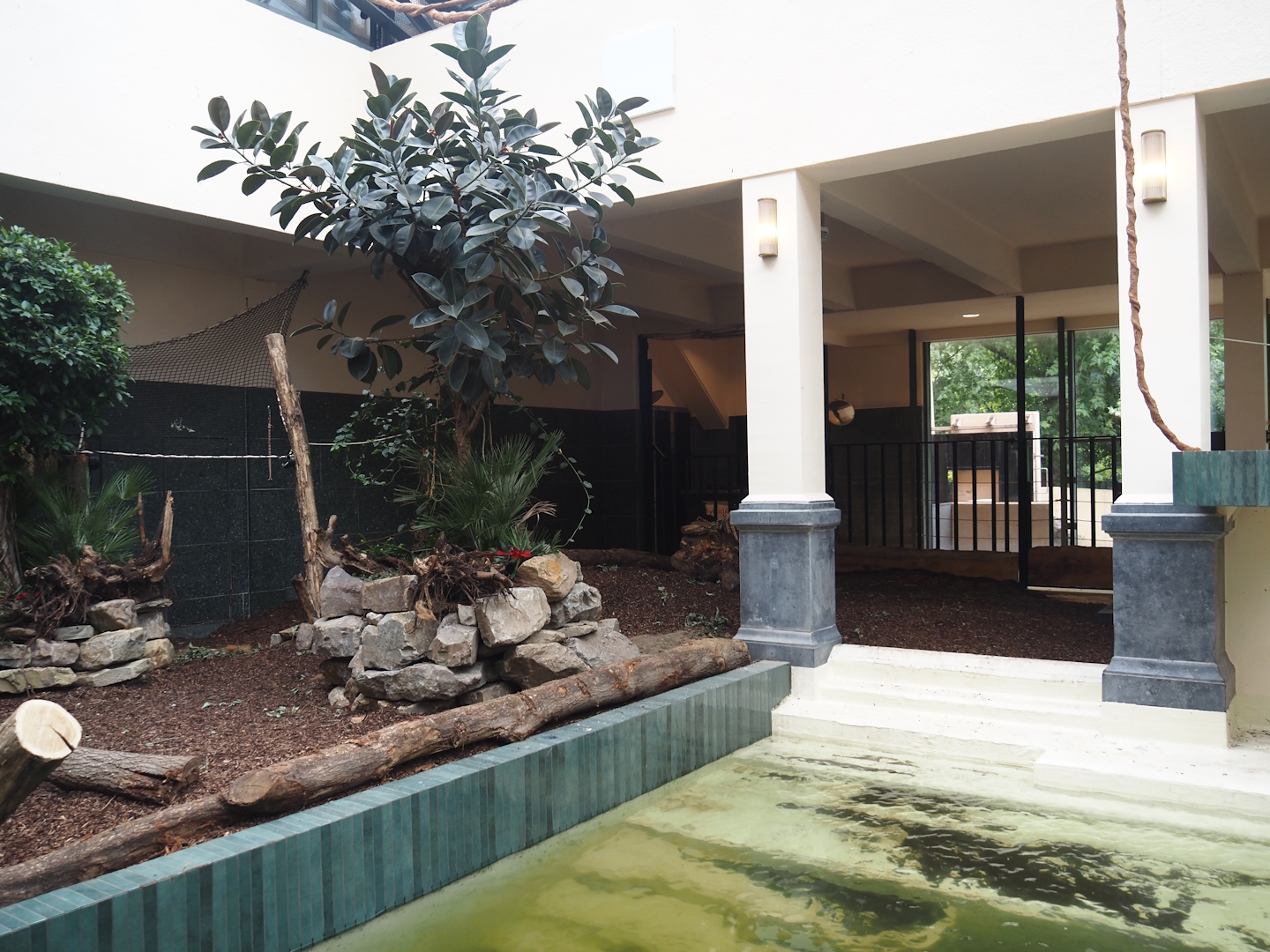 Second new pygmy hippopotamus indoor exhibit in renovated former common hippopotamus indoor housing, 2025-07-21