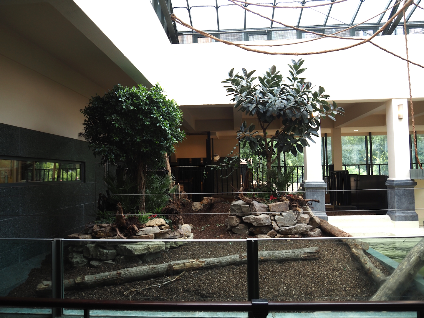 Second new pygmy hippopotamus indoor exhibit in renovated former common hippopotamus indoor housing, 2025-07-21