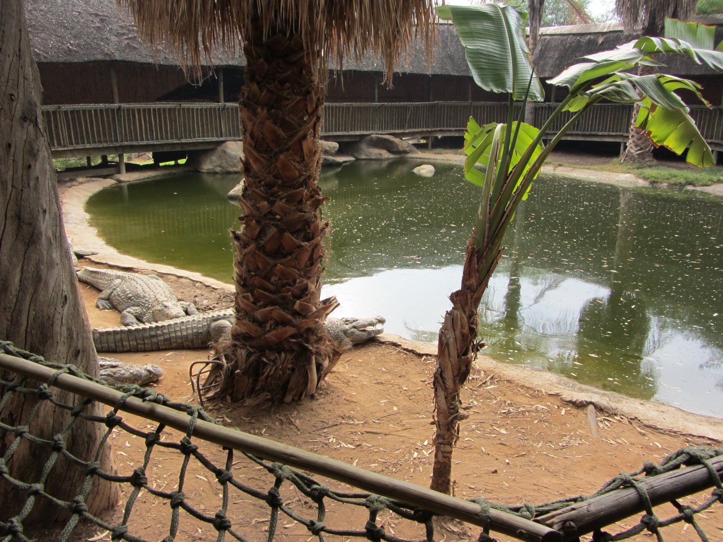 Second Nile Crocodile Exhibit