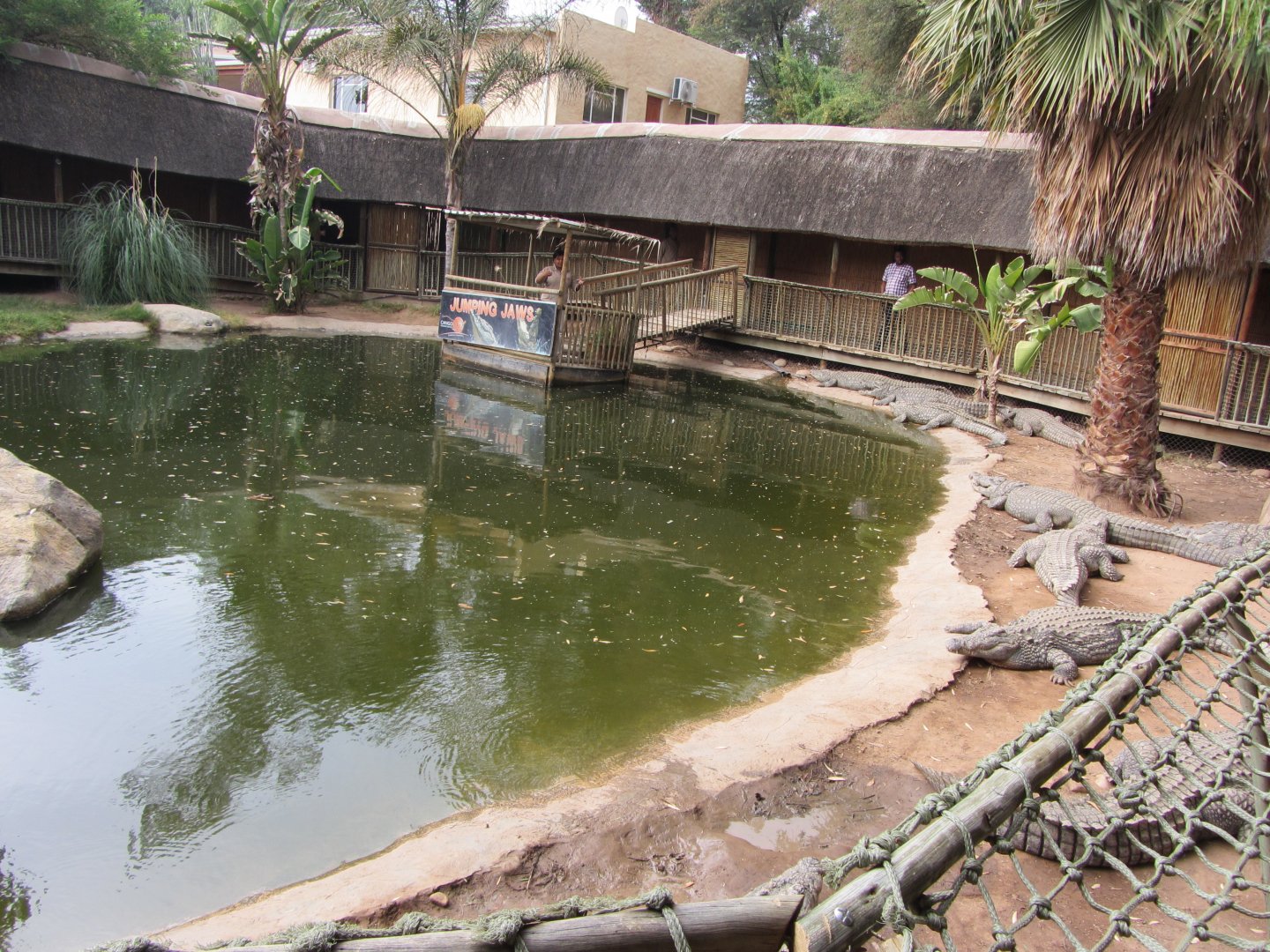 Second Nile Crocodile Exhibit