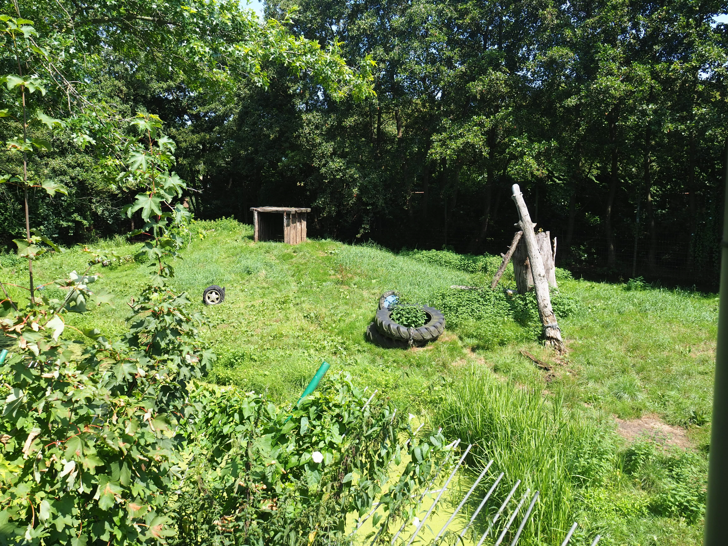 Second non-subspecies specific tiger exhibit, 2019-08-04