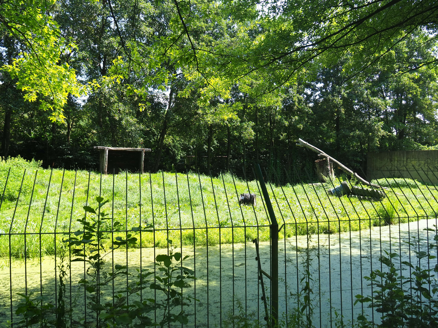 Second non-subspecies specific tiger exhibit, 2019-08-04