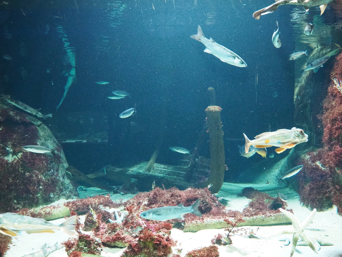 Second North sea shipwreck tank, 2021-06-12