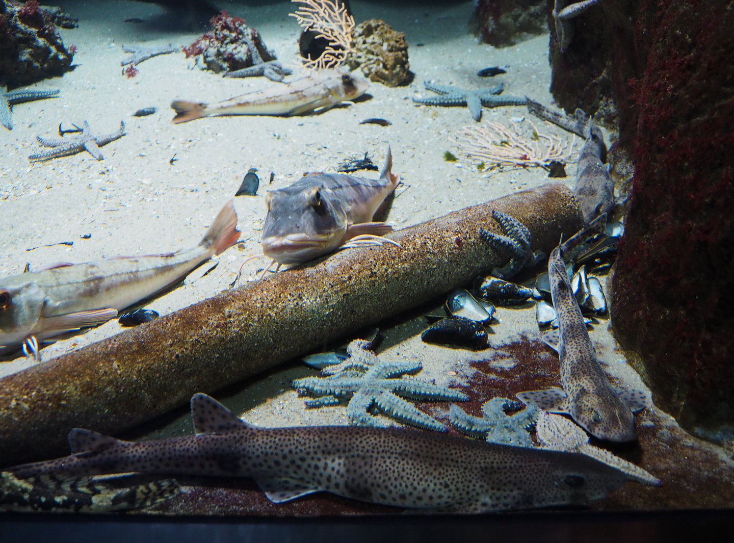 Second North sea tank species, 2019-12-30