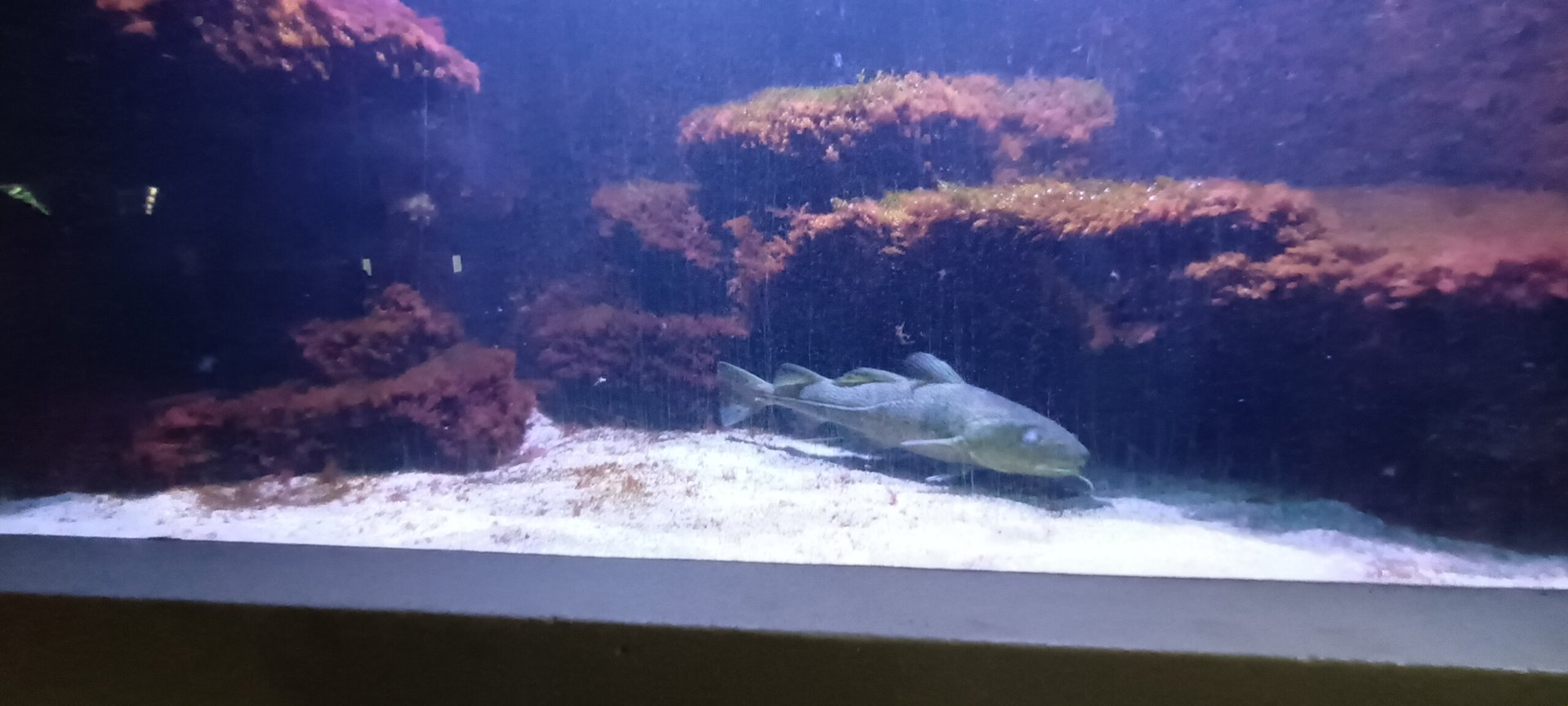 Second Northeast Atlantic and North Sea Tank