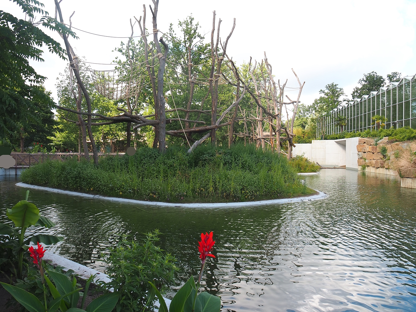 Second Northern white-cheeked gibbon island, 2022-07-16