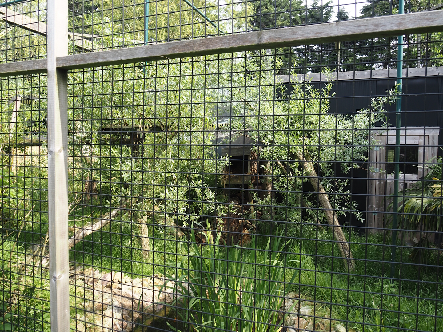 Second Ocelot exhibit, 2024-05-11