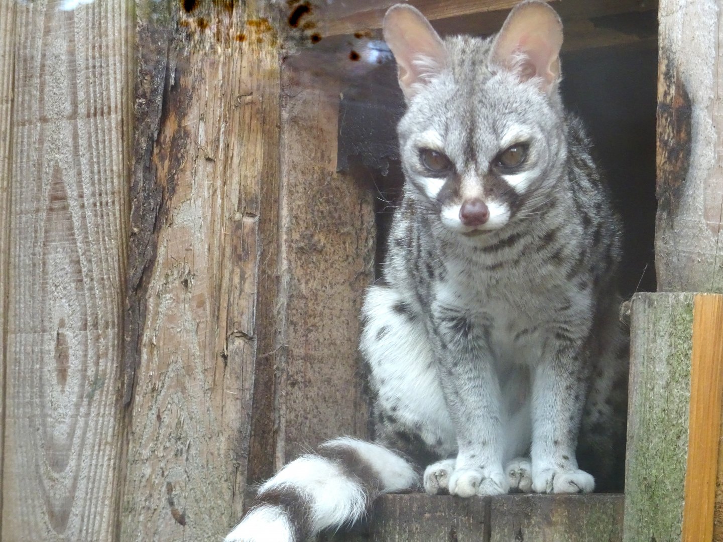Second of the Common Genets, Wild Discovery, 2 August 2025