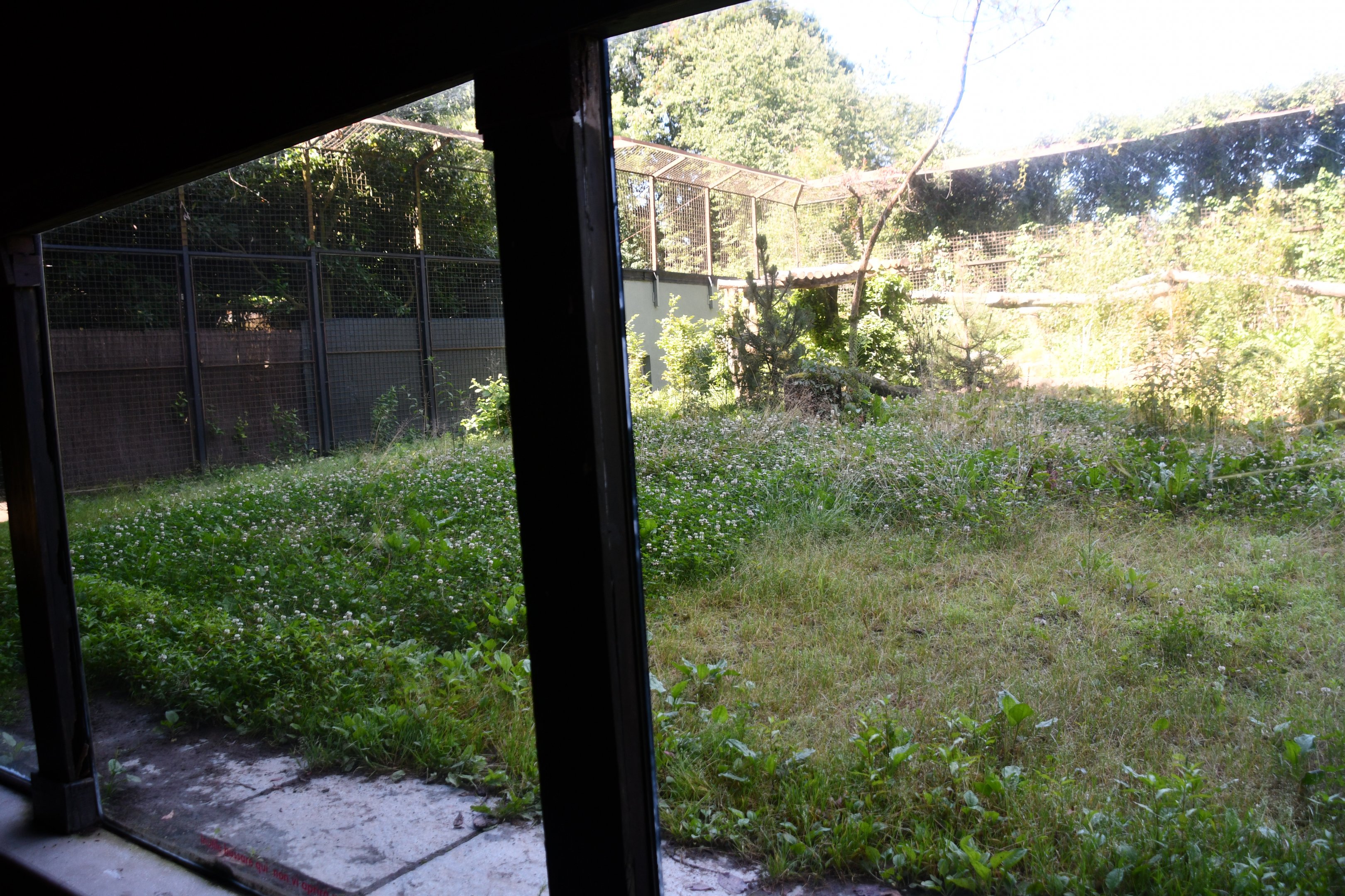 second of the two Amur Leopard exhibits