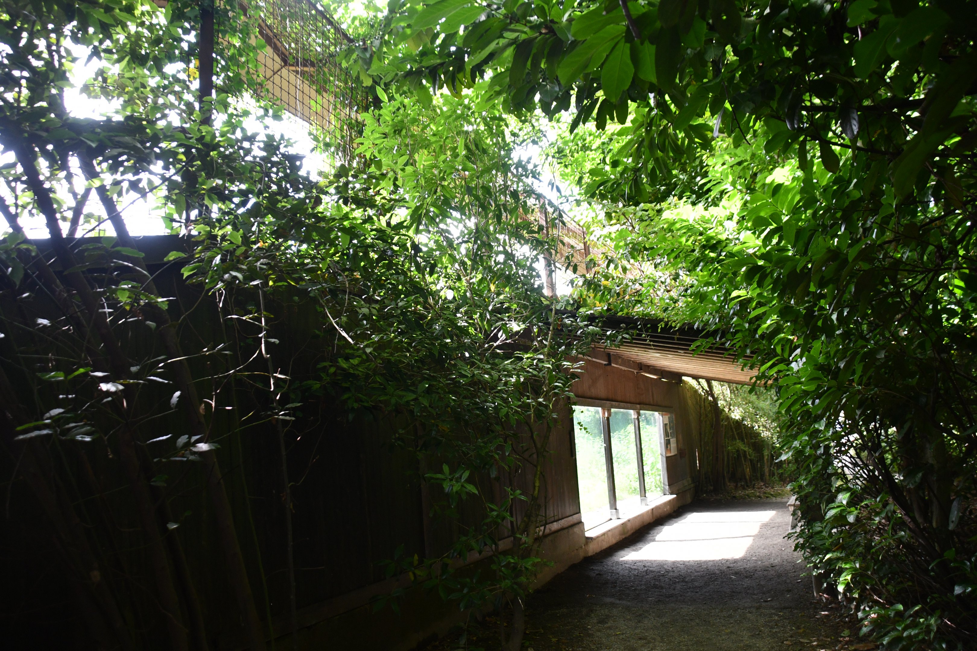 second of the two Amur Leopard exhibits