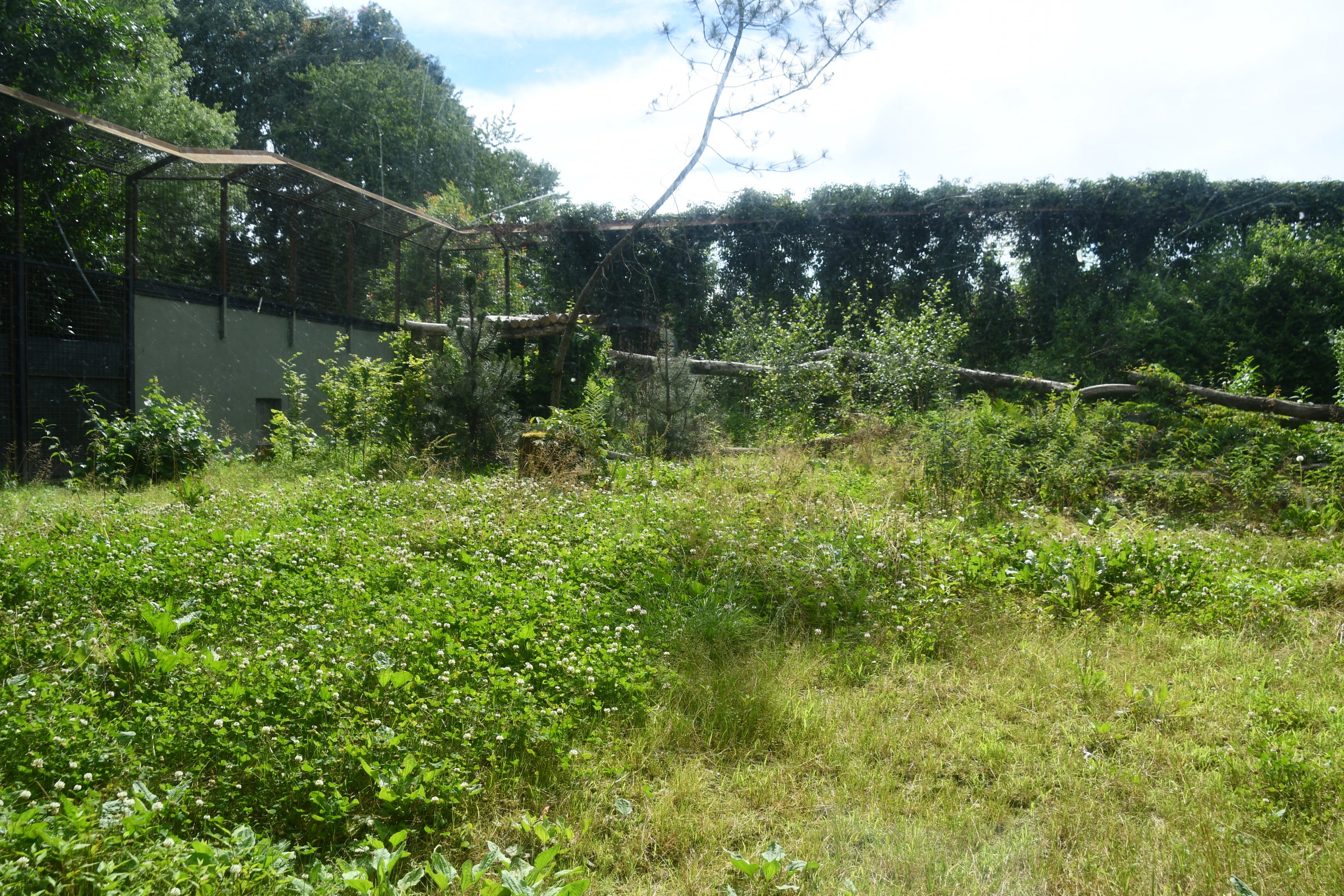 second of the two Amur Leopard exhibits