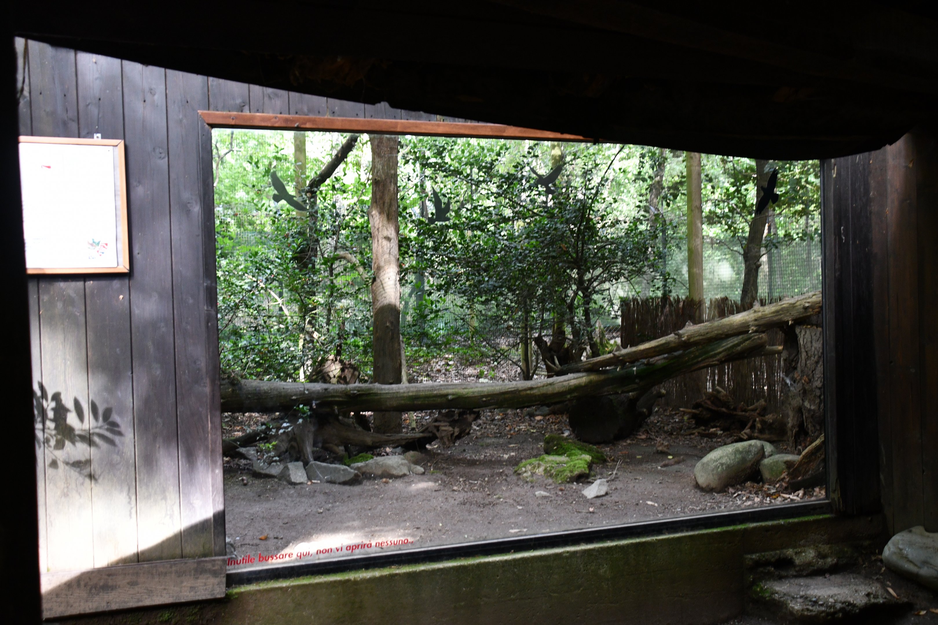 second of two Capercaillie exhibits