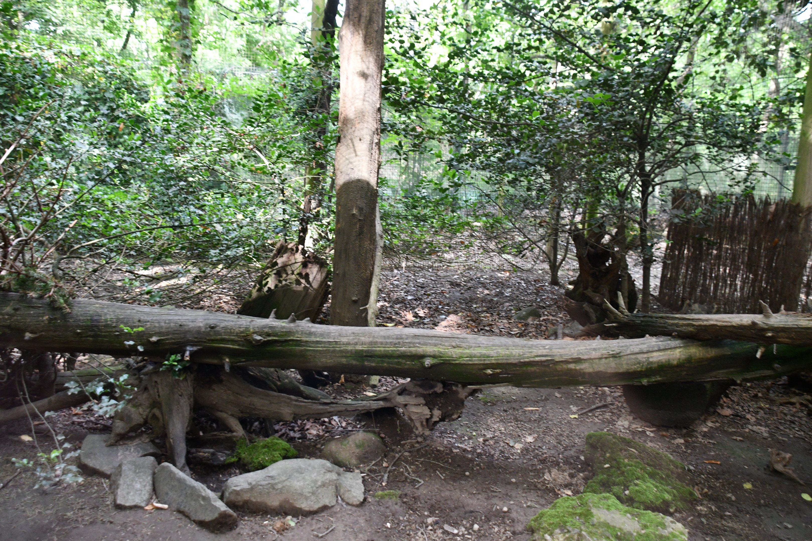 second of two Capercaillie exhibits