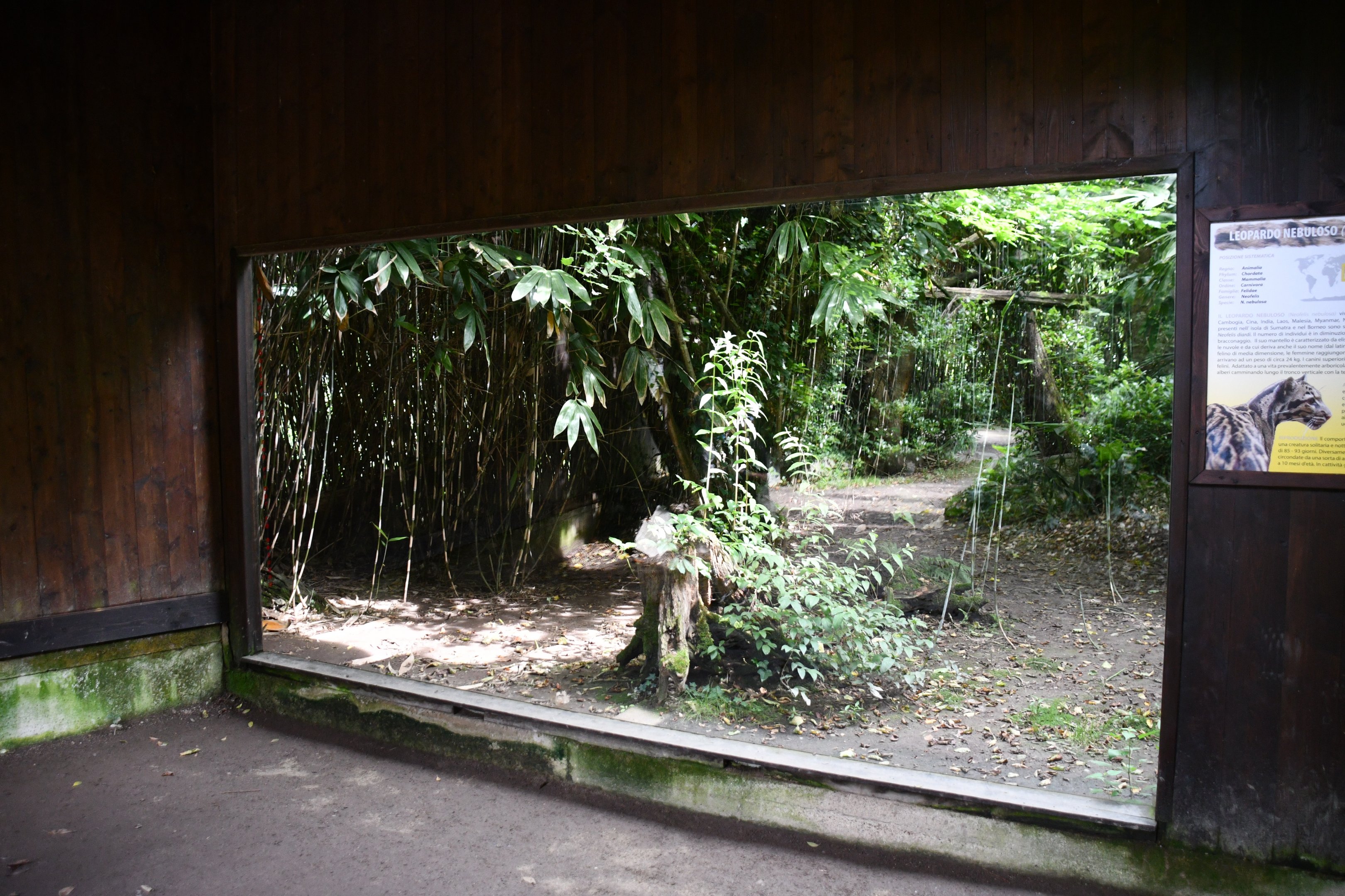second of two Clouded Leopard exhibits