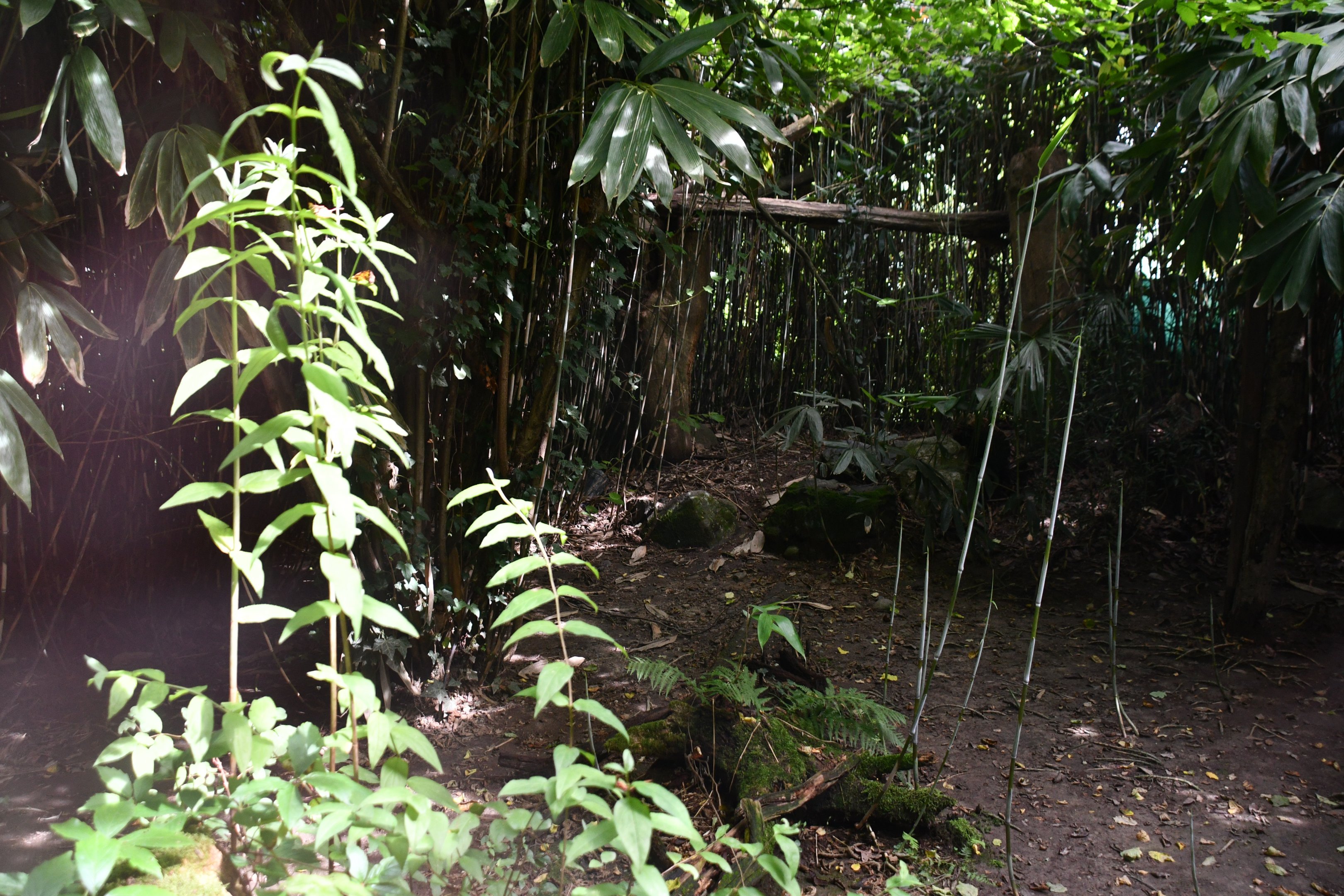 second of two Clouded Leopard exhibits
