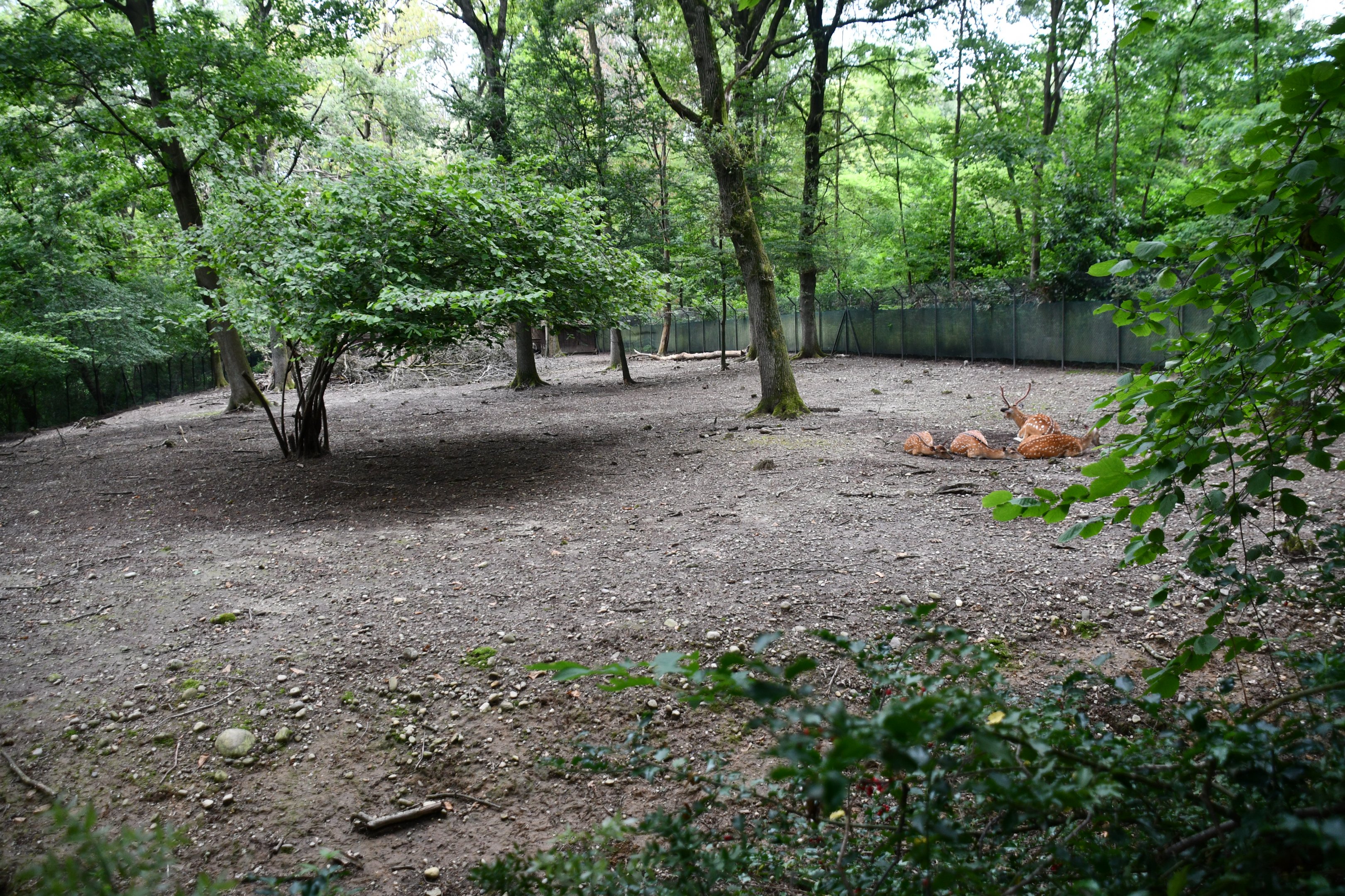 second of two Indochinese Sika Deer exhibits