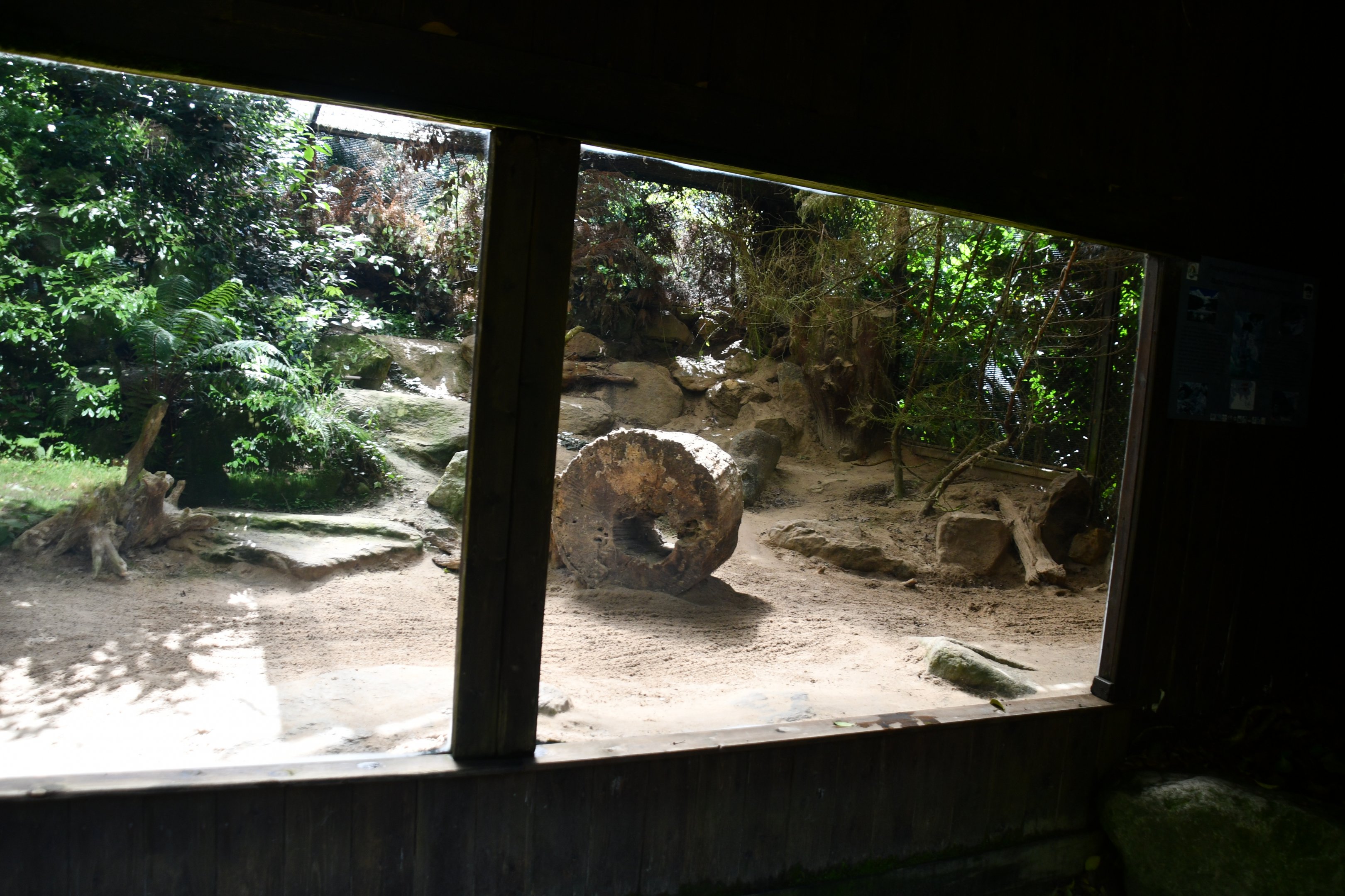 second of two Pallas Cat exhibits
