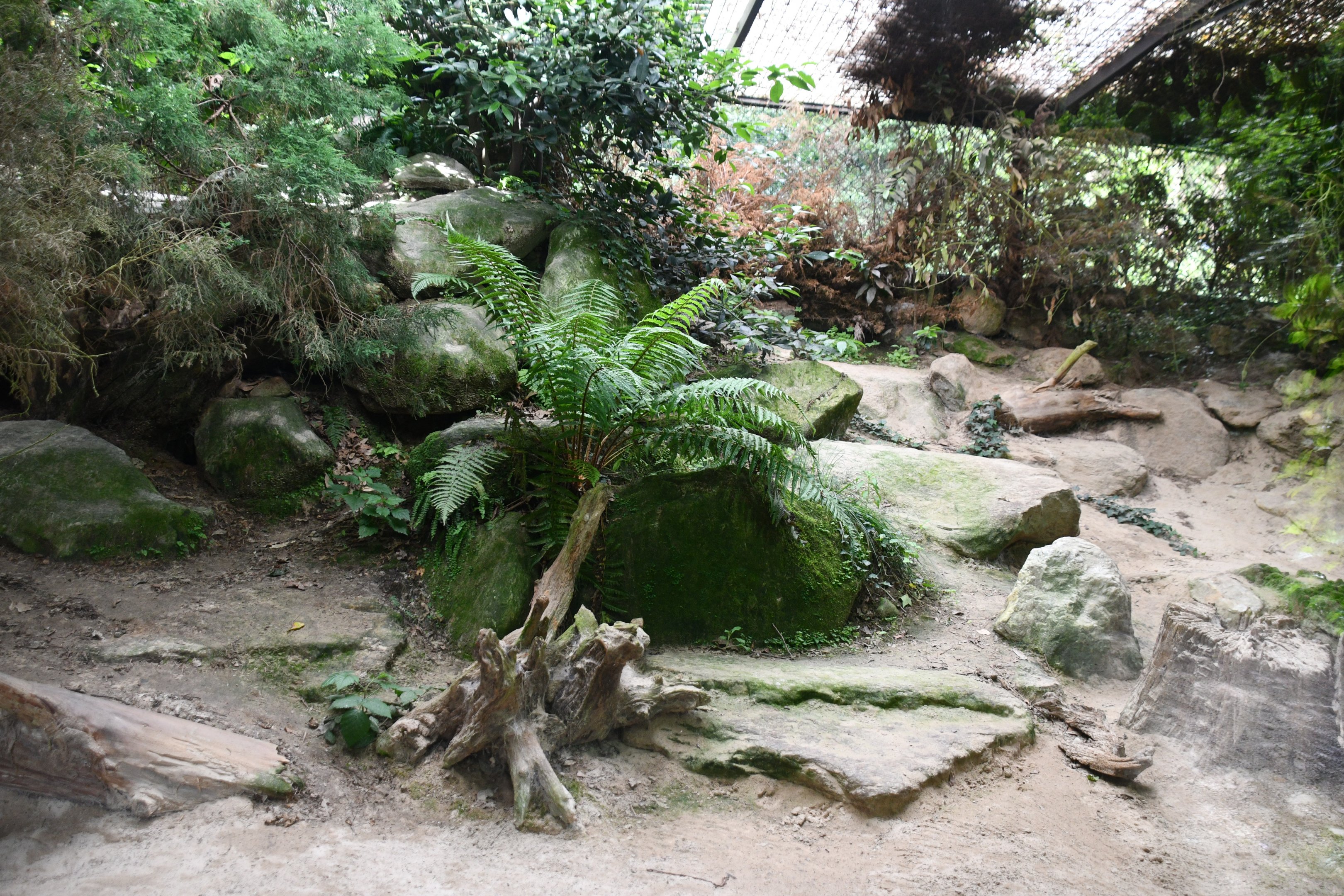 second of two Pallas Cat exhibits