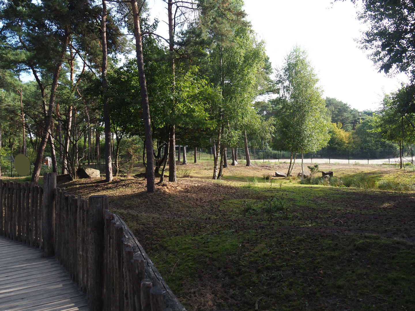Second okapi and female Nyala paddock, 2019-09-15