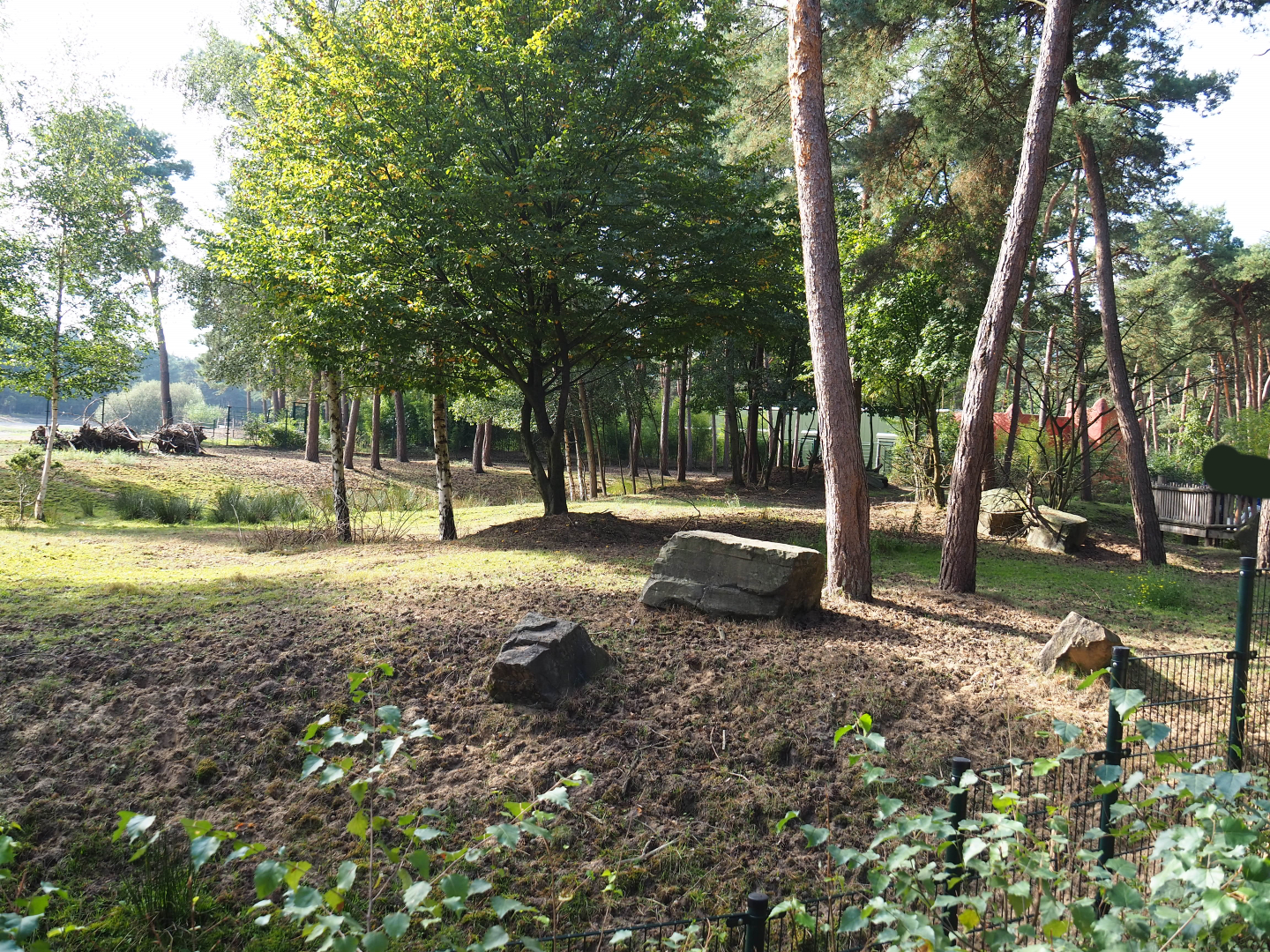 Second okapi and female Nyala paddock, 2019-09-15